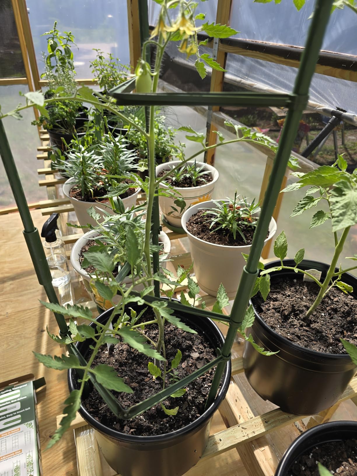 Legigo 6-Pack Tomato Cage for Garden Plant Support - Up to 48inch Garden Stakes Tomato Cage, Tomato Trellis for Potted Plants, Tomato Cages Plant Stakes for Climbing Vegetables Plants Flowers customer photo 1