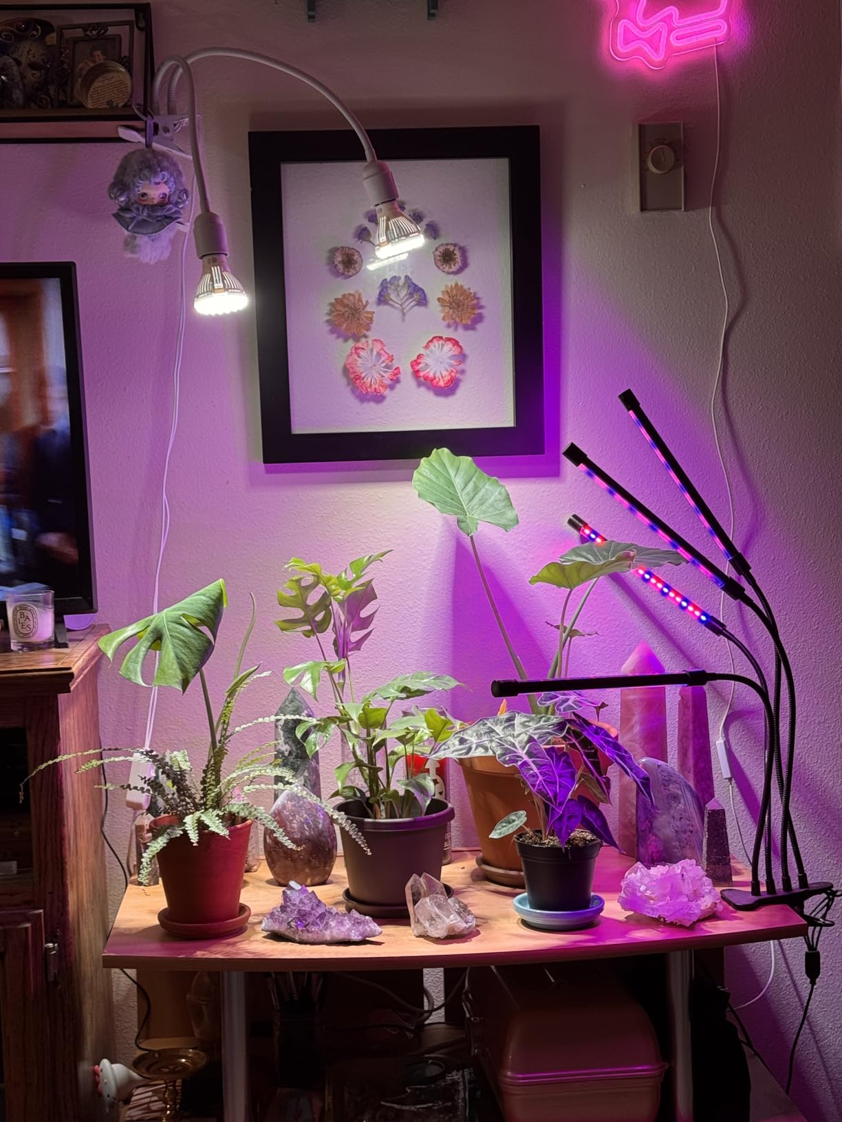 SANSI LED Grow Lights for Indoor Plants, 300W Full Spectrum Clip-on Gooseneck Grow Light with Ceramic Tech, 20W Plant Light for Indoor Growing High PPFD, Lifetime Free Bulb Replacement White, No Timer customer photo 2