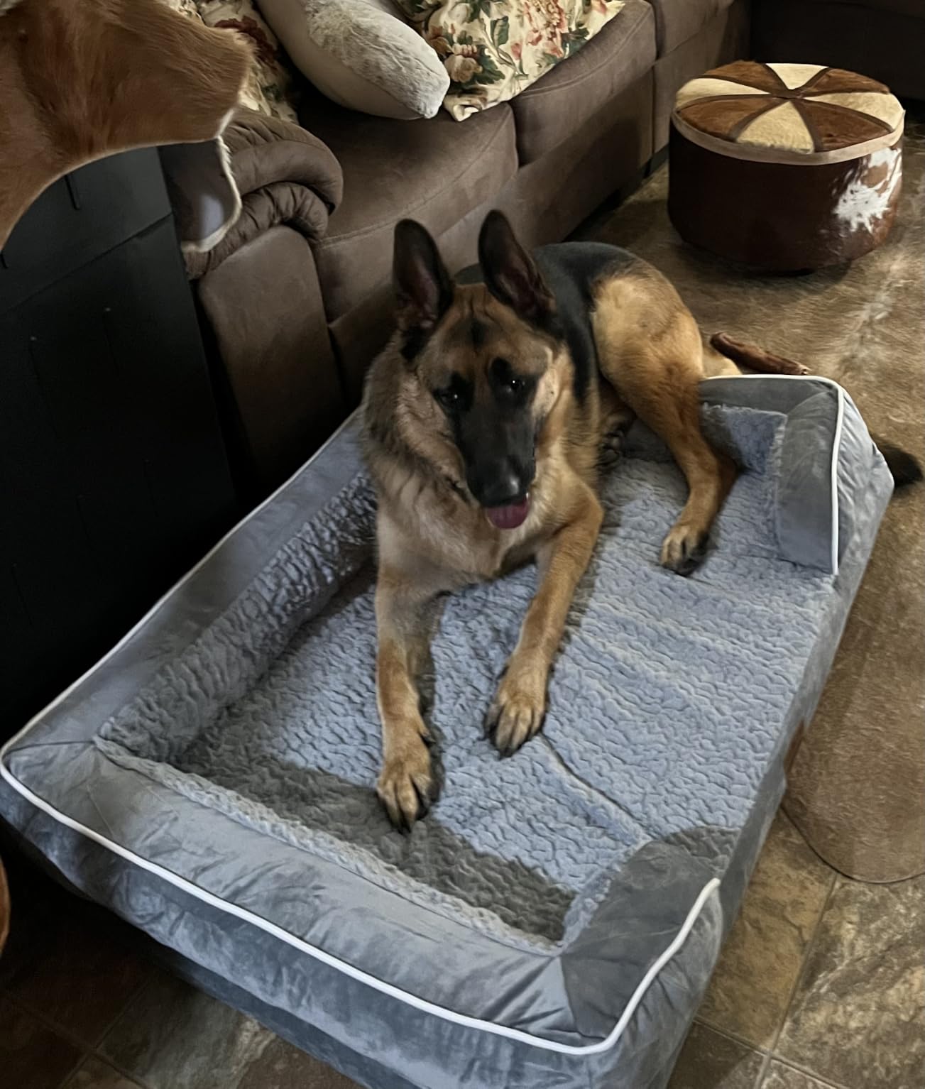 Comfort Expression Orthopedic Dog Bed for Extra Large Dogs 42x30 Inch, Waterproof Egg Crate Foam XL Pet Bed with Removable Bolsters, Dog Couch with Washable Cover & Non-Slip Bottom, Grey customer photo 2
