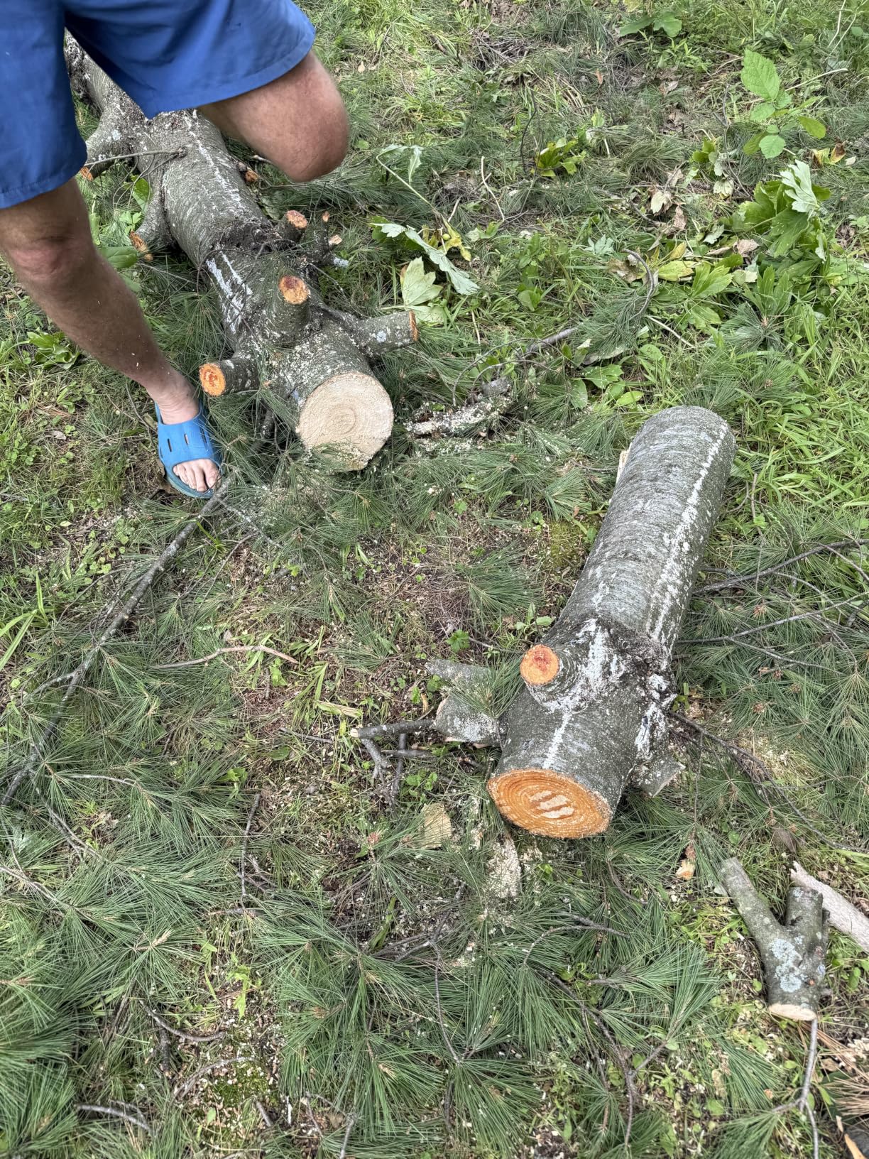 SEESII 2 in 1 Cordless 8 inch Pole Saw & Mini Chainsaw with 2 Battery, Power Electric Polesaw for Tree Trimming, Chain Saw with Extension Pole, Limb Branch Cutter Pruner P8 Ace customer photo 2