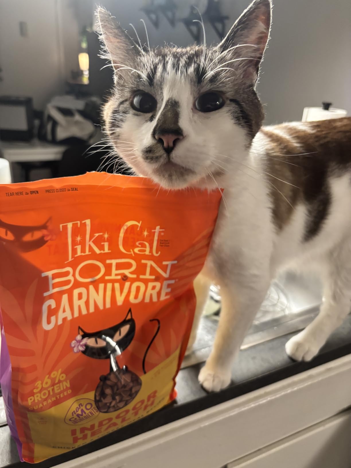 Tiki Cat Born Carnivore Indoor Health Non-GMO, Chicken and Turkey Meal Recipe 3 lbs. customer photo 2