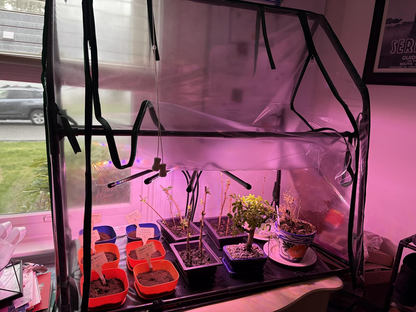 Mini Greenhouse for Indoor Outdoor: Ohuhu Portable Green House with Waterproof Pad for Small Plants Nursery Germination, 36