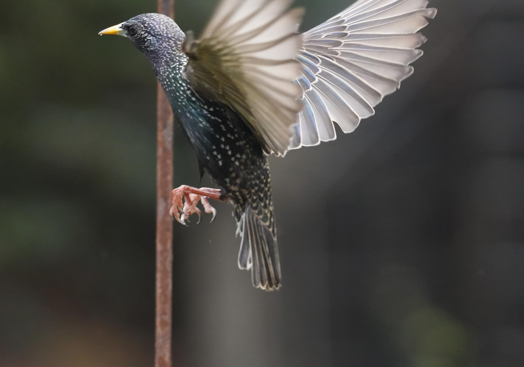 Tamron 70-180mm F/2.8 Di III VC VXD G2 Lens for Sony E-Mount Full Frame Mirrorless Cameras customer photo 2