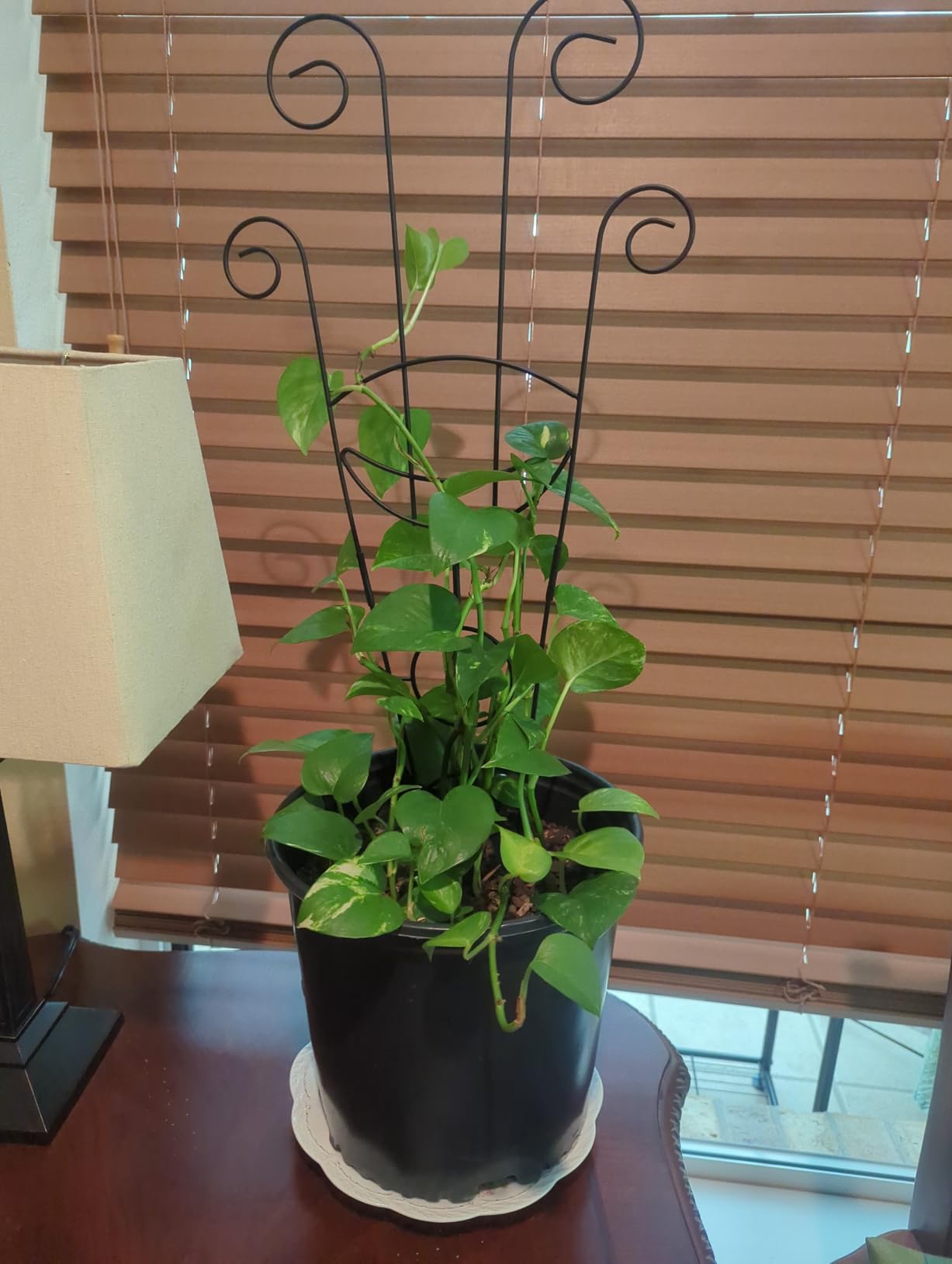 ZOUTOG Trellis for Climbing Plants Indoor 4 Pack 30 Inch, Rustproof Metal Garden Trellis for Potted Plants, Sturdy Houseplant Support Indoor Outdoor for Ivy Pothos Monstera Hoya Flower Vine (Black Moon) customer photo 1