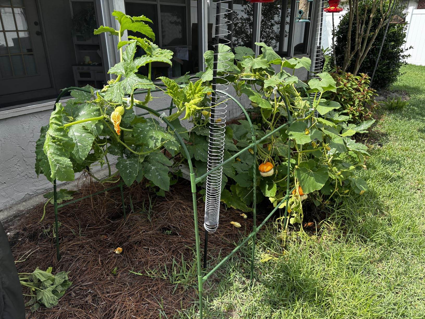 Cucumber Trellis for Raised Bed, U-Shape Garden Trellis for Climbing Plants Outdoor, Metal Arch Vegetables Trellis, Plant Support for Vine (Green, 47.2x47.2 X21.6) customer photo 2