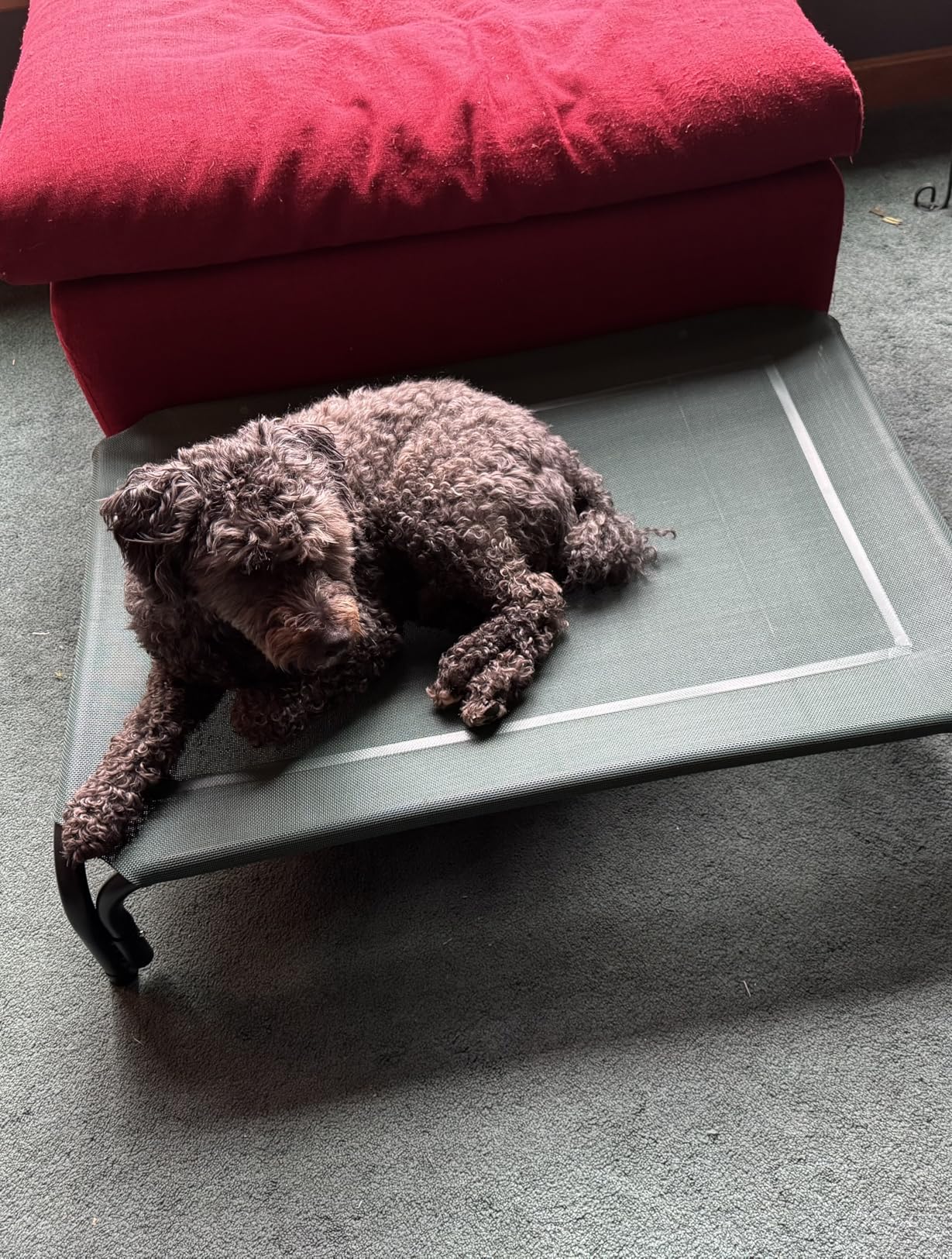 Czpalo Elevated Dog Bed, Raised Outdoor Dog Bed for Large Sized Dogs, Portable Cooling Pet Cot with Breathable & Washable Mesh, Indoor & Outdoor Pet Hammock with Skid-Resistant Feet customer photo 2