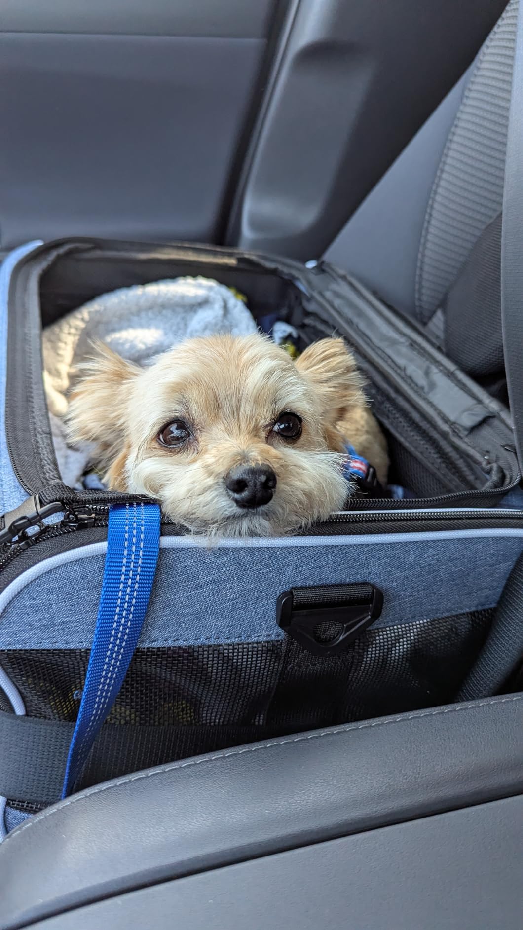 Petskd Top and Side Expandable Pet Carrier 18x11x11 Inches Delta United Airline Approved, Soft-Sided Carrier for Small Cats and Dogs with Locking Safety Zippers and Anti-Scratch Mesh(Blue) customer photo 2