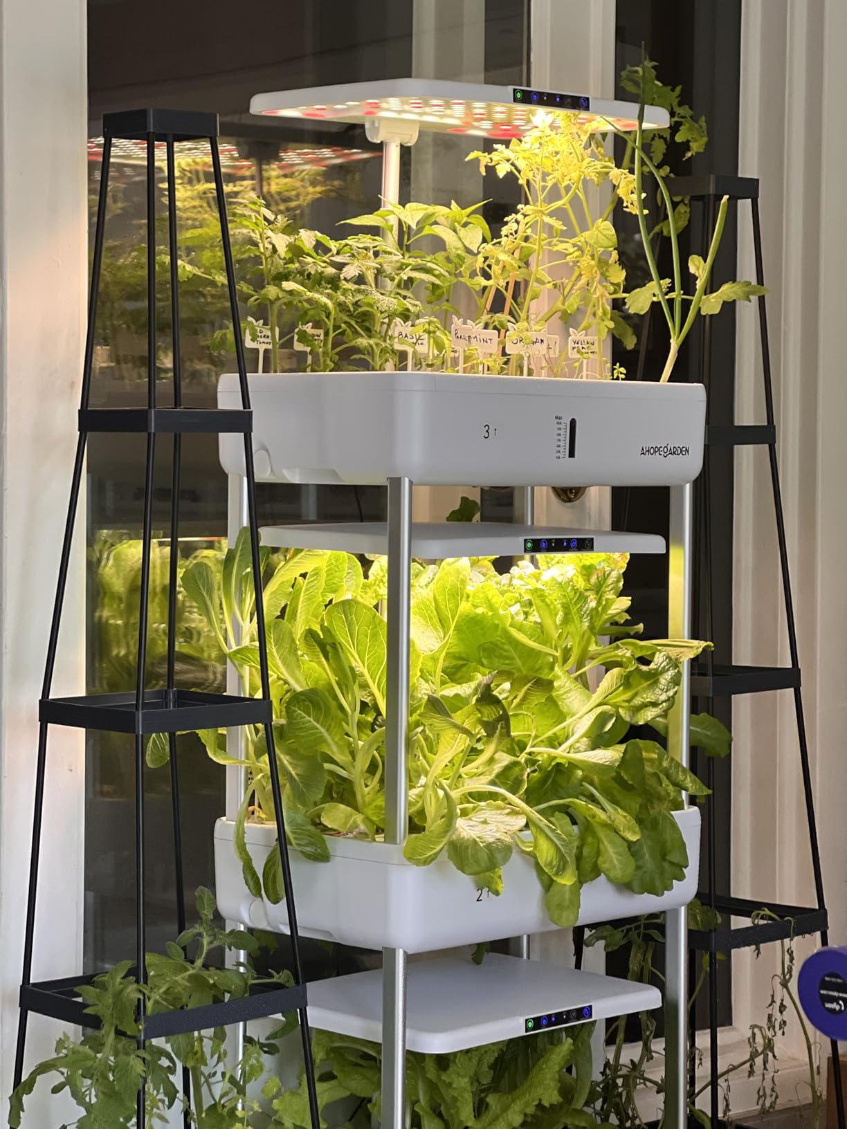 Ahopegarden Indoor Garden Hydroponics Growing System Kit: 66 Pods Plant Herb Garden Germination Kit with LED Grow Light, 30L Large Capacity Kitchen Hydroponics Planter Grower for Vegetable Fruit customer photo 1
