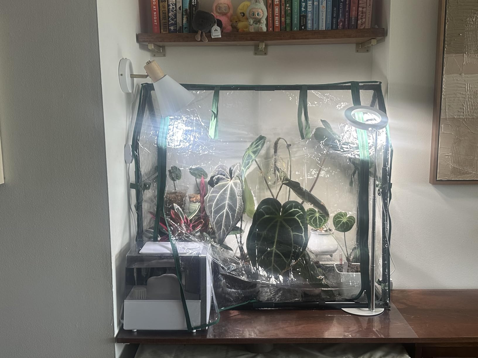 Gardzen Mini Greenhouse, Portable Cold Frame Green House Indoor Outdoor, Small Greenhouse for Seed Starting & Plant Protection customer photo 1