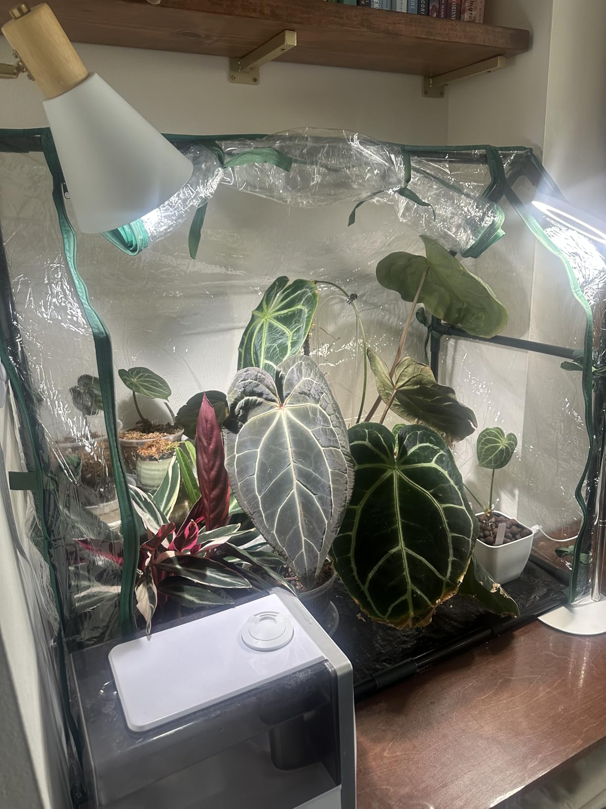 Gardzen Mini Greenhouse, Portable Cold Frame Green House Indoor Outdoor, Small Greenhouse for Seed Starting & Plant Protection customer photo 2