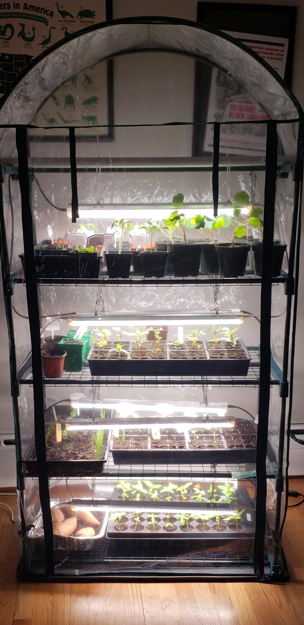 Bstrip Indoor Greenhouse with Grow Light, 4-Tier Mini Green House, 4Pcs Grow Lights for Indoor Plants with Timer, Zippered PVC Grow Tent with Airflow Windows, Indoor Greenhouse Cabinet 35x19.3x63in customer photo 1