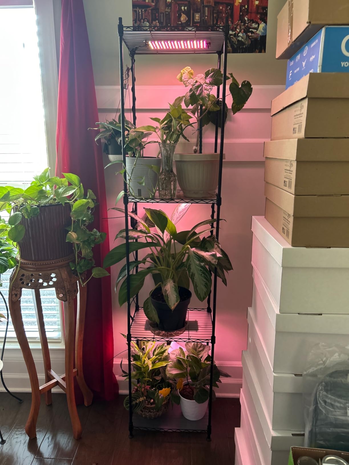 Barrina LH750 Pegboard Indoor Greenhouse with Grow Light, Plant Cabinet with 90W 5000K Full Spectrum Lamps, 3 Adjustable Pegboards, Timer, Wheel, for Foliage Plant, Seedling, 29.5x13.8x67.9IN customer photo 2