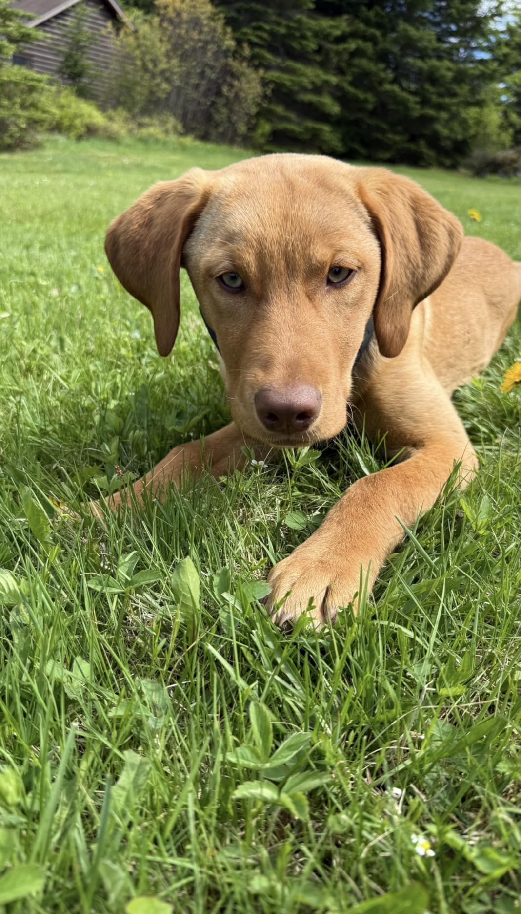 SpotOn GPS Dog Collar Nova Edition, Wireless GPS Fence, App-Controlled Boundaries, No Subscription Required customer photo 1