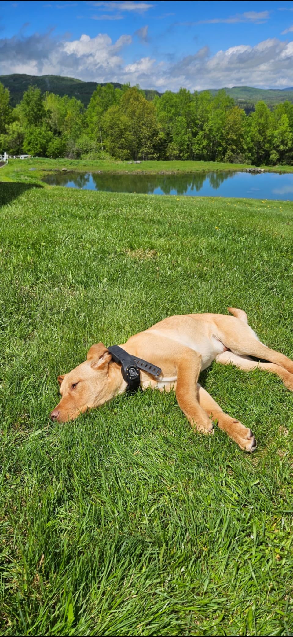 SpotOn GPS Dog Collar Nova Edition, Wireless GPS Fence, App-Controlled Boundaries, No Subscription Required customer photo 2