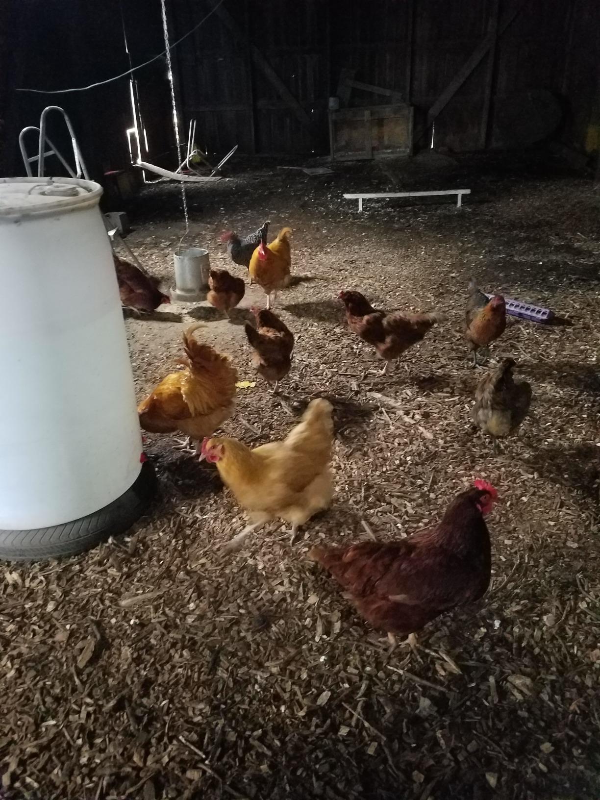 K&H Stock Tank Deicer, Pond Heater, 750W, Safety Listed, Red | Floating or Submersible Stock Tank Heater for Horses, Cattle & Livestock customer photo 1