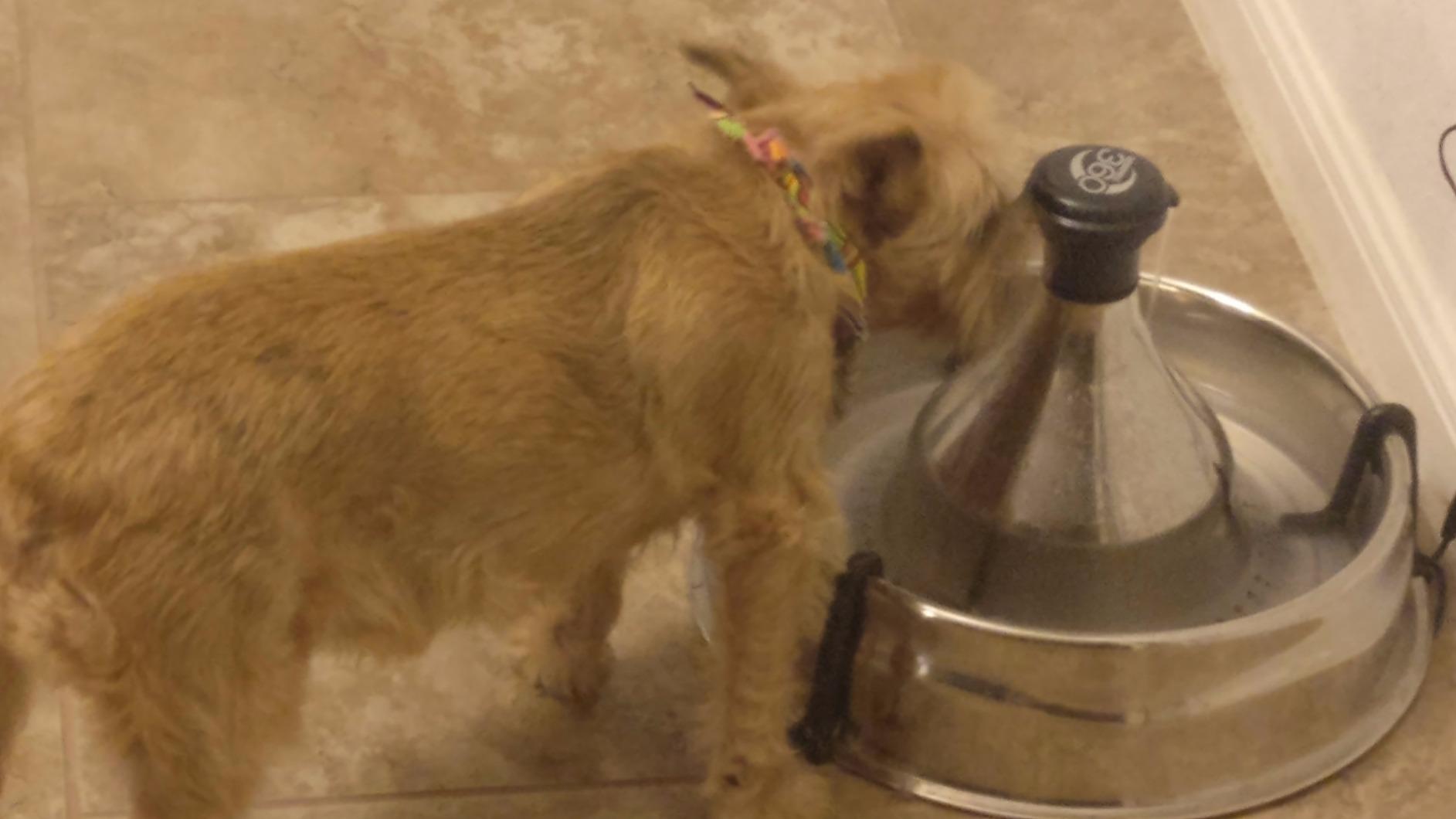 PetSafe Drinkwell Stainless Steel 360 Multiple Pet Fountain - Scratch and Rust Resistant Automatic Water Dispenser for Cats or Dogs - Adjustable Flow Control - 128 Ounce (3.8 Liter) customer photo 1