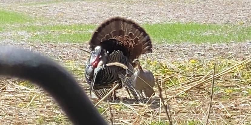 Dave Smith Decoy Upright Hen Turkey Decoy customer photo 2