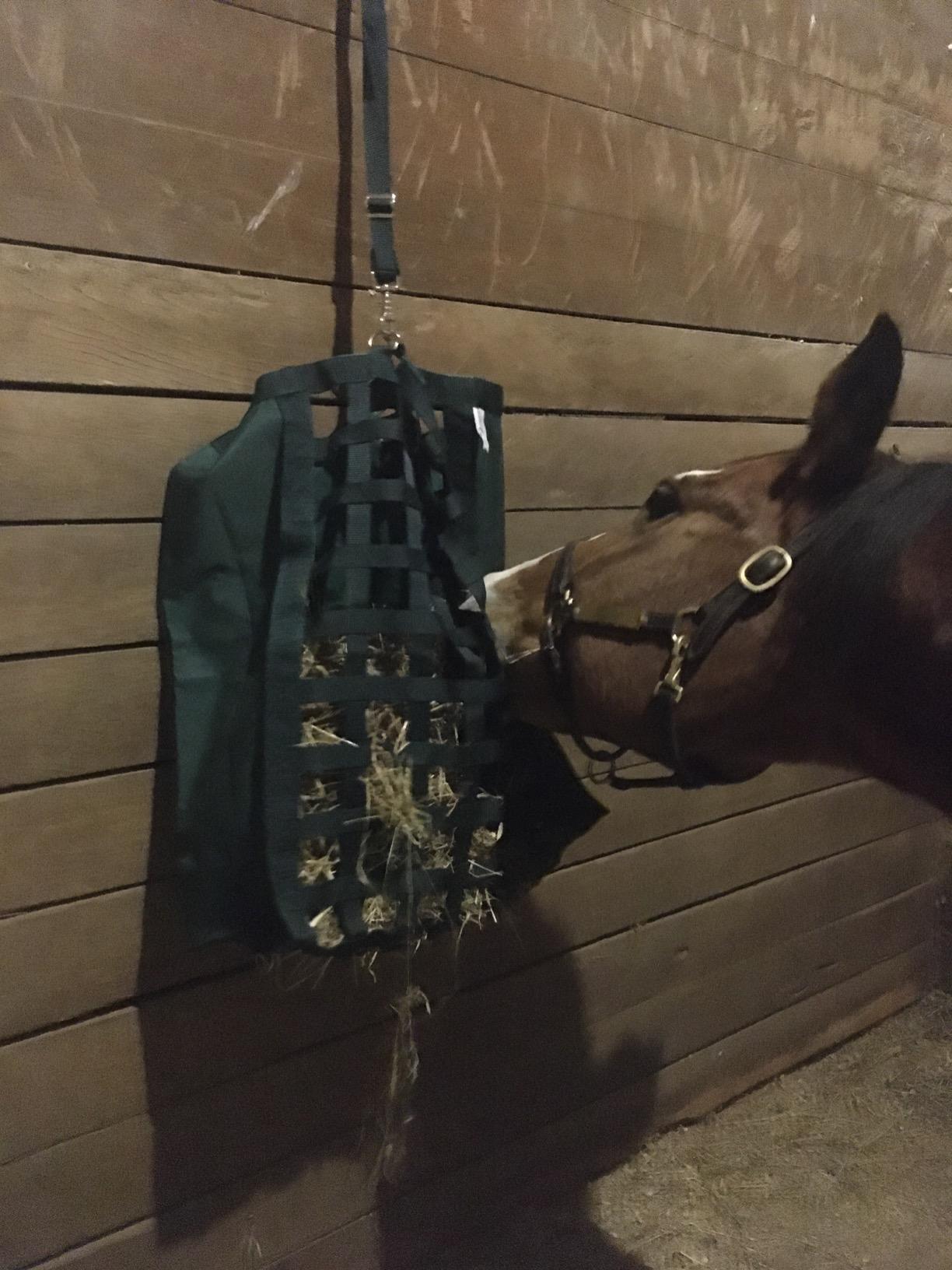 Derby Originals Front Web Slow Feeder Horse Hay Bag Super Tough Bottom with 6 Month Warranty customer photo 2