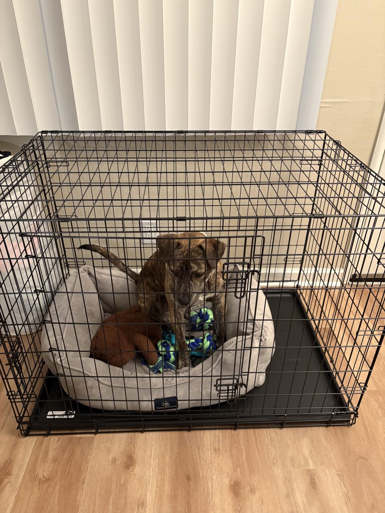 MidWest Homes for Pets 30-Inch New World Crate for Medium Breeds, 21-40 lbs, Double Door Folding Dog Crate, Leak-Proof Tray & Secure Latches, Portable, Durable & Easy to Assemble customer photo 1