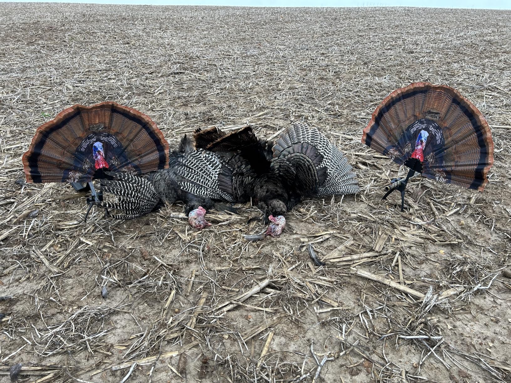 MOJO Outdoors Tail Chaser Max Realistic Turkey Fan Decoy customer photo 1