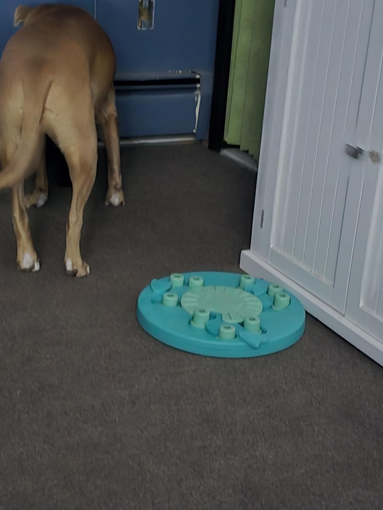 Outward Hound by Nina Ottosson Dog Tornado - Interactive Treat Puzzle Enrichment Toy, 3 Spinning Layers, Level 2 Intermediate customer photo 2