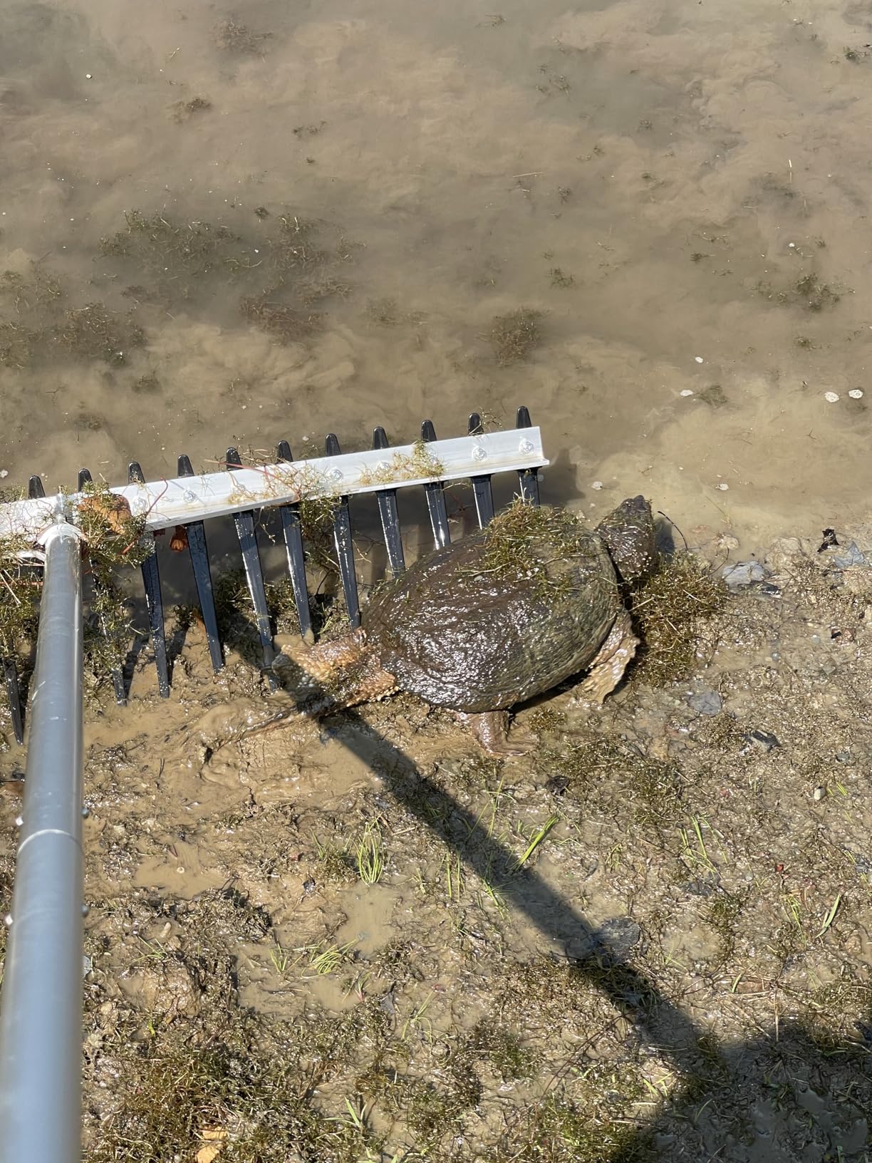 Rake Zilla Extra-Large Heavy-Duty Lake and Pond Aquatic Weed Rake customer photo 1