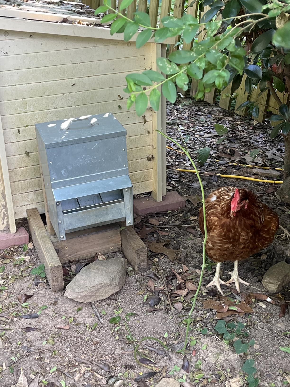 RentACoop Metal Trough Feeder with Lid & Rain Cover - Galvanized Steel, Gravity-Fed, Side View Window, Adjustable Grate for Easy Cleaning - Suitable for Chickens, Ducks, Poultry & More - 25lb Capacity customer photo 1