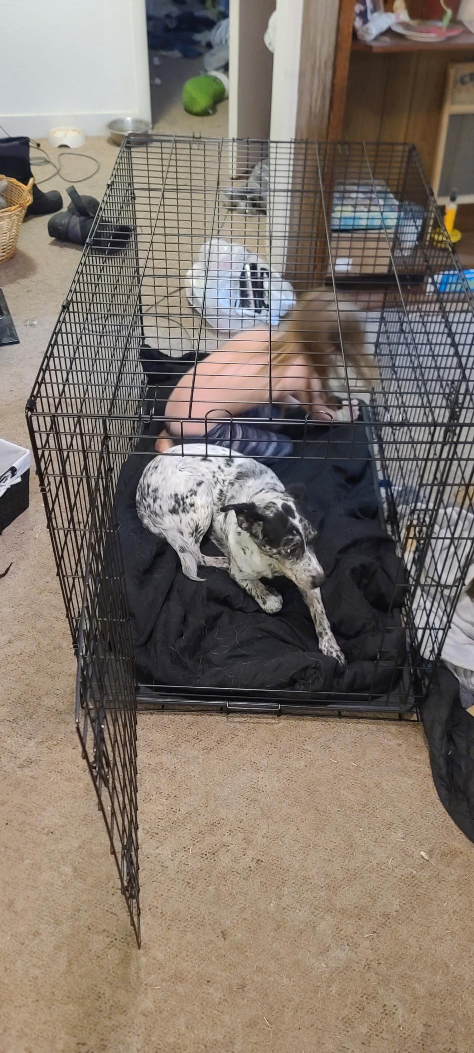 BestPet Dog Crate 48