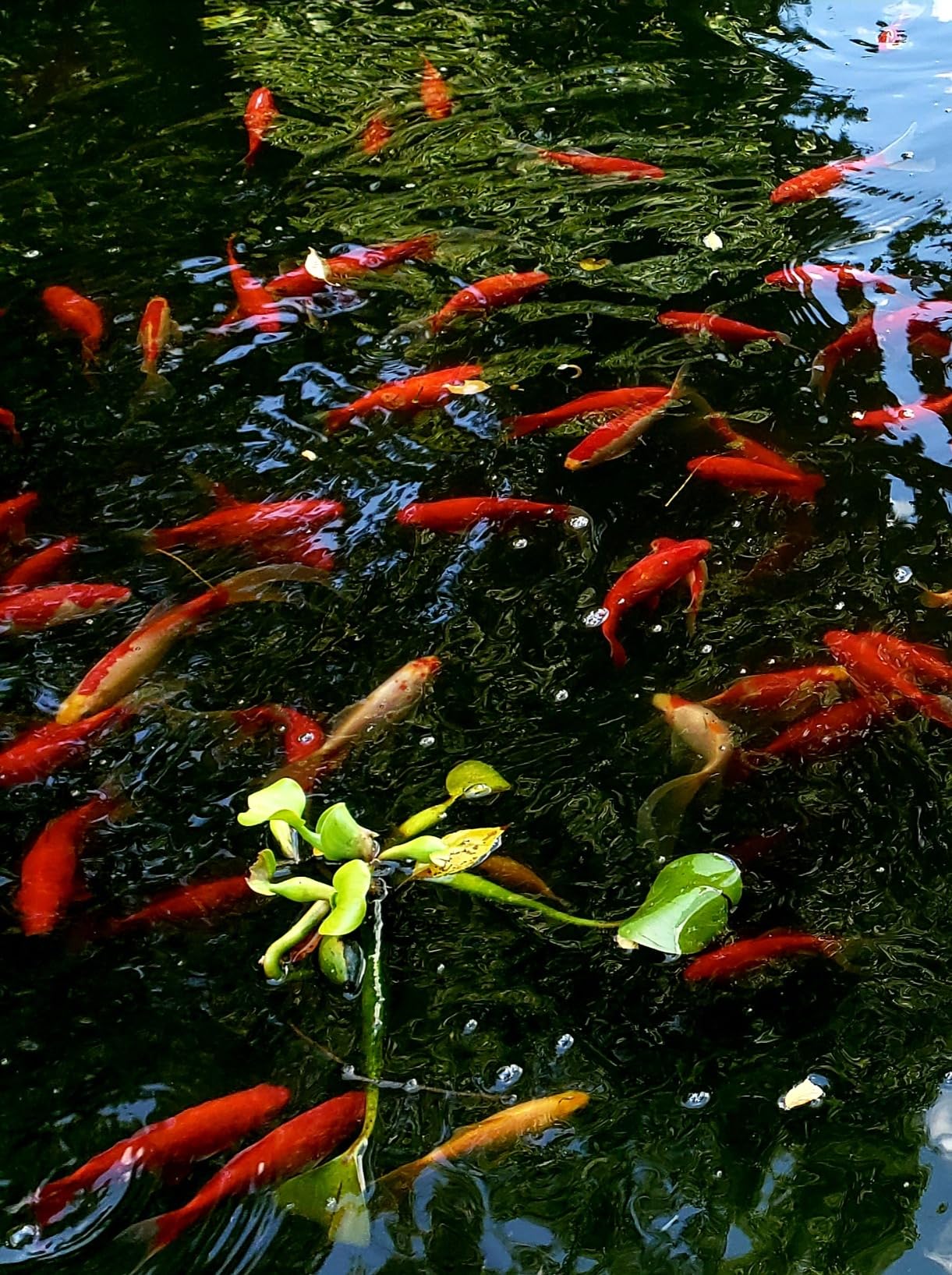 The Pond Guy UltraUV Pond Water Clarifier, EPA Registered UV Light, 55 Watt | UVC treatment for planktonic algae and green water; safe for plants, koi fish, ducks, turtles and aquatic life customer photo 2