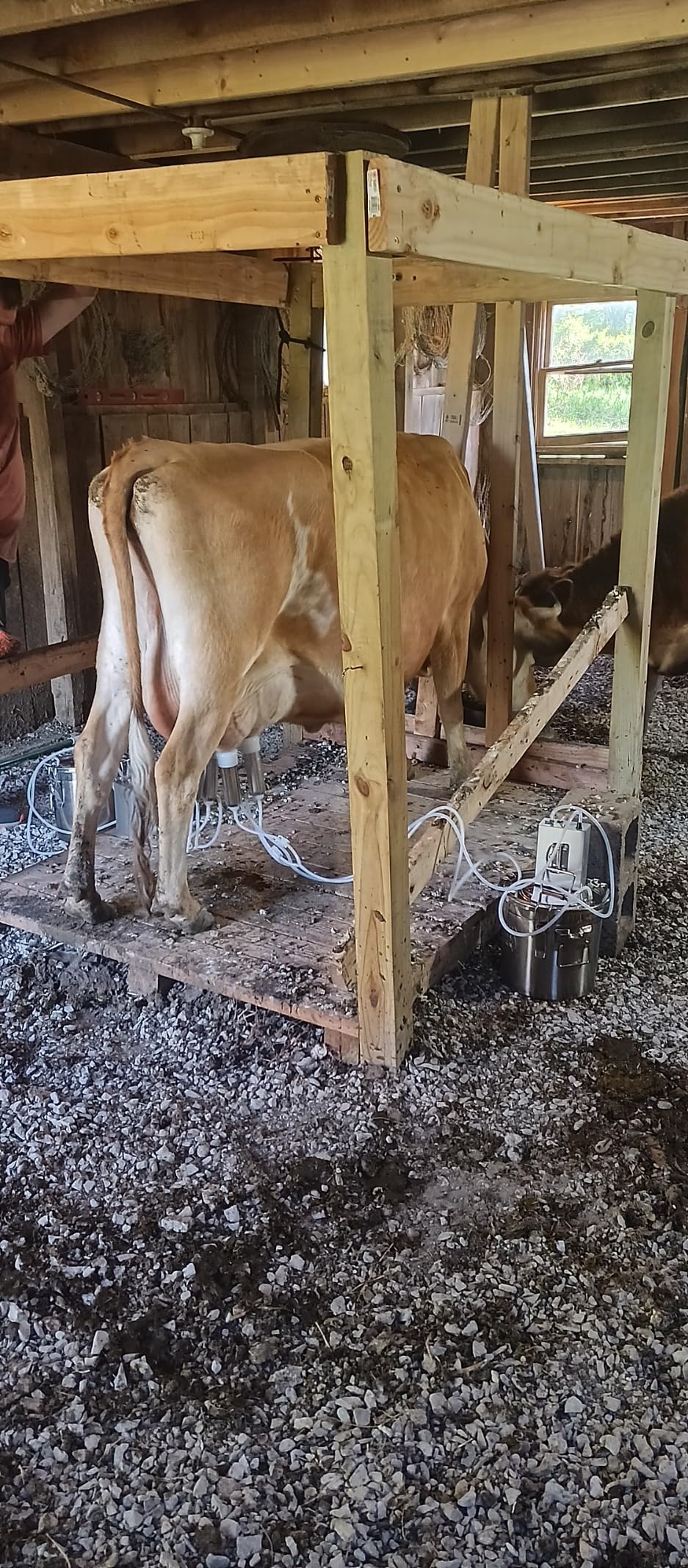 12L Cow Milking Machine, Rechargeable Pulsation Pump Milker (Pro) | Hantop UnitedFarm, Portable Battery Pump, Speed Adjustable, Auto Stop, SUS304 Stainless Steel Bucket, Food-grade material customer photo 1