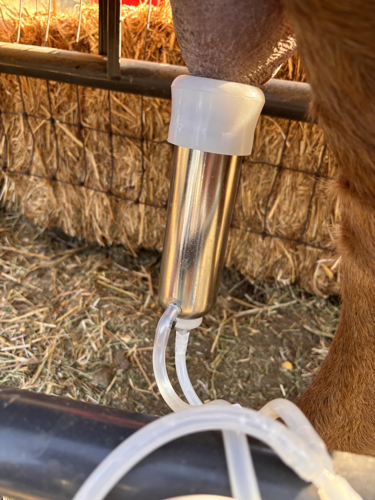 12L Cow Milking Machine, Rechargeable Pulsation Pump Milker (Pro) | Hantop UnitedFarm, Portable Battery Pump, Speed Adjustable, Auto Stop, SUS304 Stainless Steel Bucket, Food-grade material customer photo 2