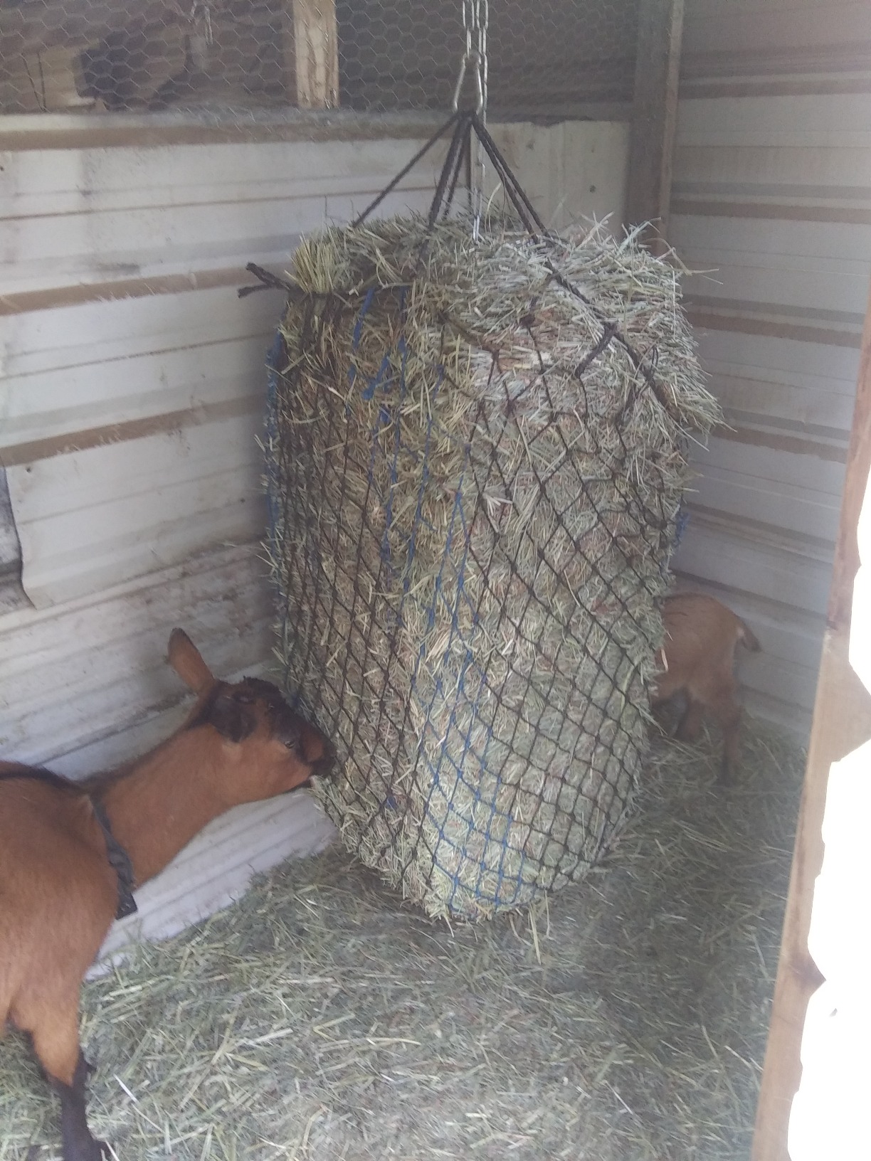 T TEKE Deluxe Slow hay Feeder hay nets, 1-3/4