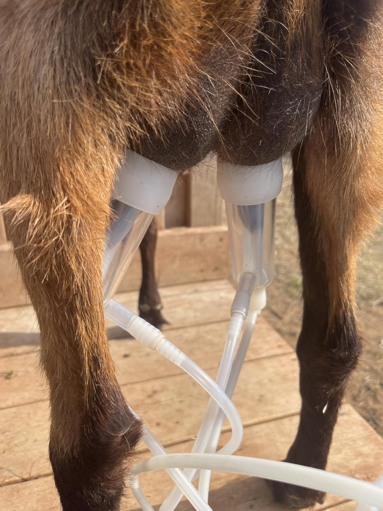 3L Goat Electric Milking Machine, Automatic Rechargeable Battery Powered Pulsation Vacuum Pump with 2 Teat Cups Stainless Steel Bucket for Goat (Battery Model) customer photo 2