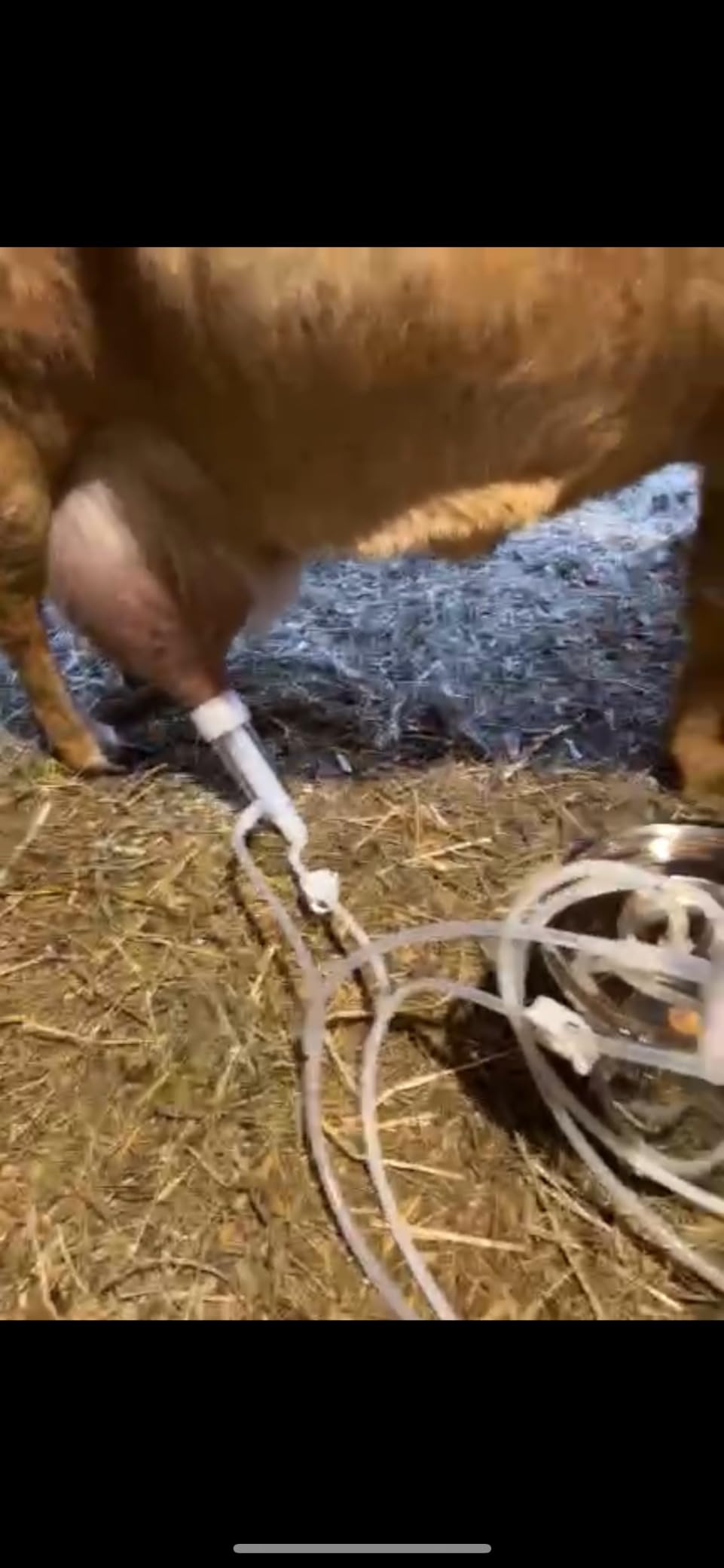 3L Goat Milking Machine, Pulsation Vacuum Electric Milker, Automatic Breast Pump with 2 Teat Cups Stainless Steel Bucket for Goats customer photo 1