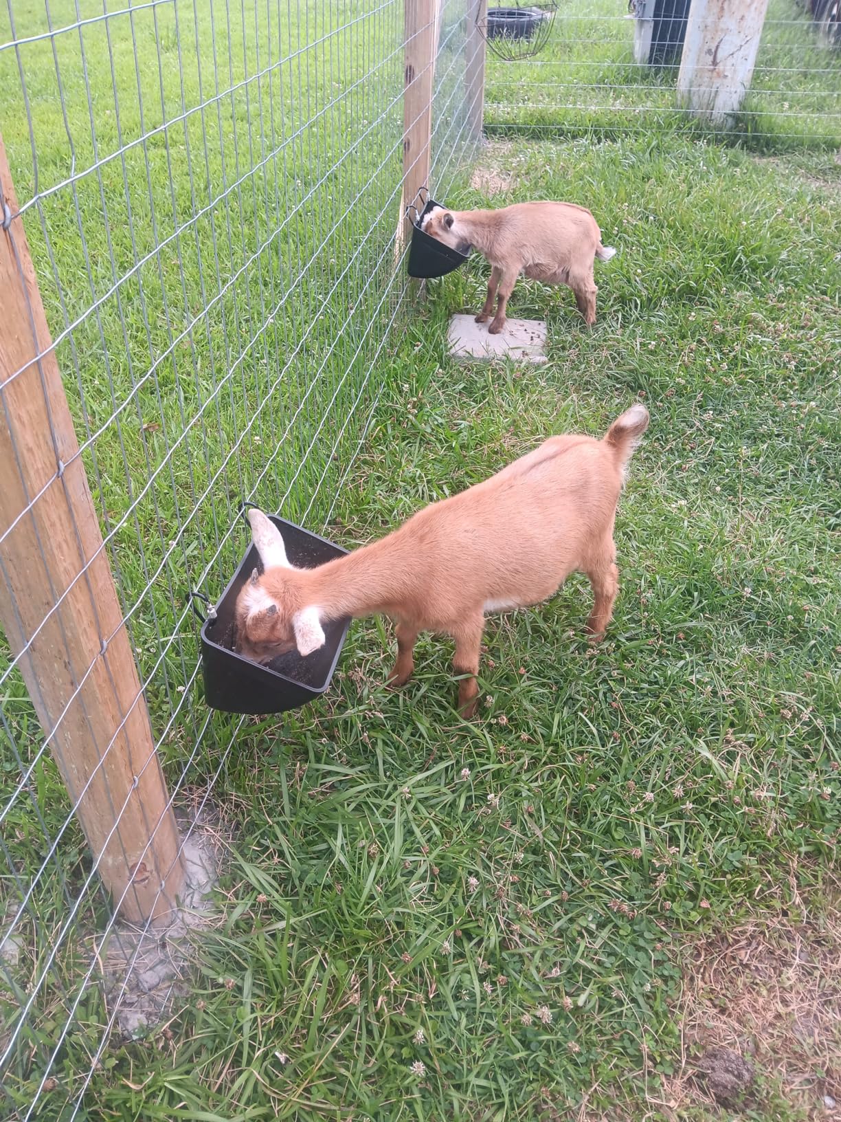 Chicken Feeder Waterer, Goat Feeder - 2 Pack, 5.5 Quart, for Goats Chickens Duck Sheeple Dogs Piglets Deers Gooses, Turkeys, Goat Supplies customer photo 2