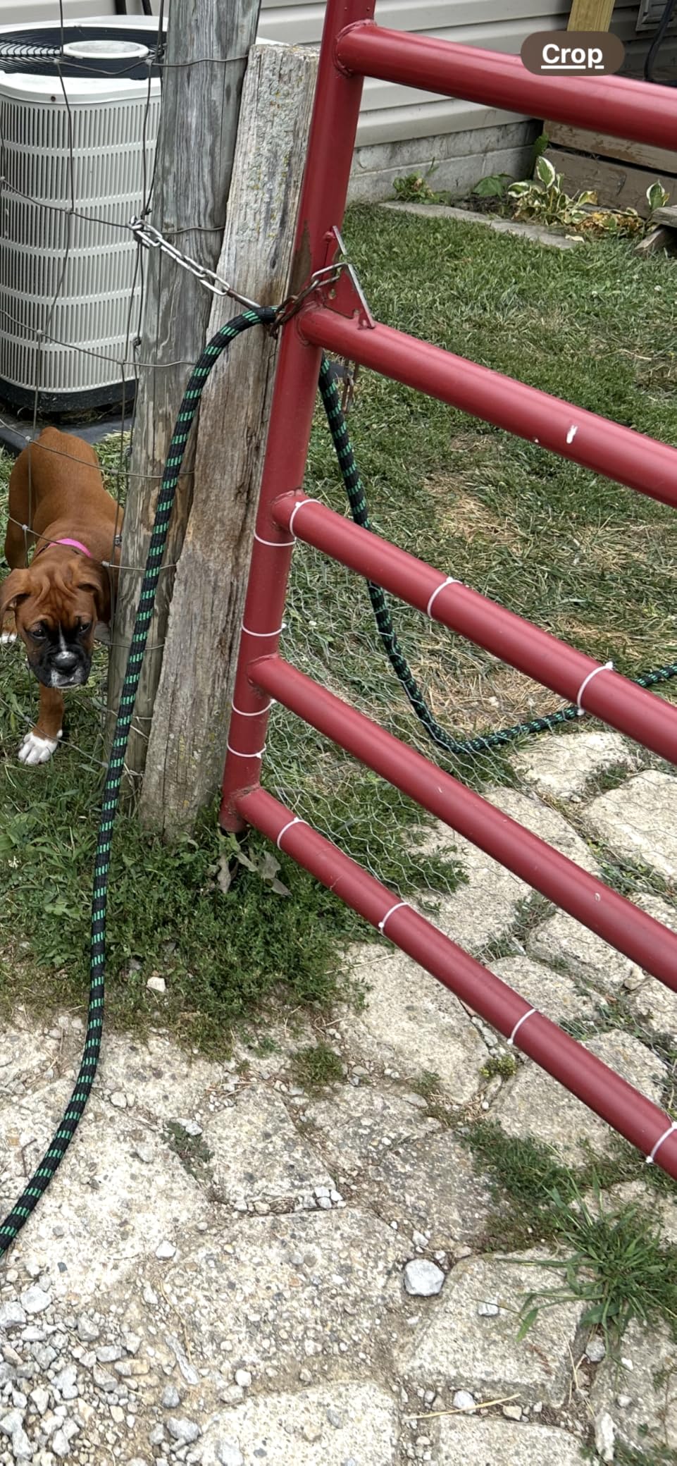 16in x 82ft Chicken Wire, TOYPOPOR 40cm x 25m Poultry Wire Netting Hexagonal Galvanized Mesh Garden Fence Barrier for Pet Rabbit Chicken Fencing customer photo 1
