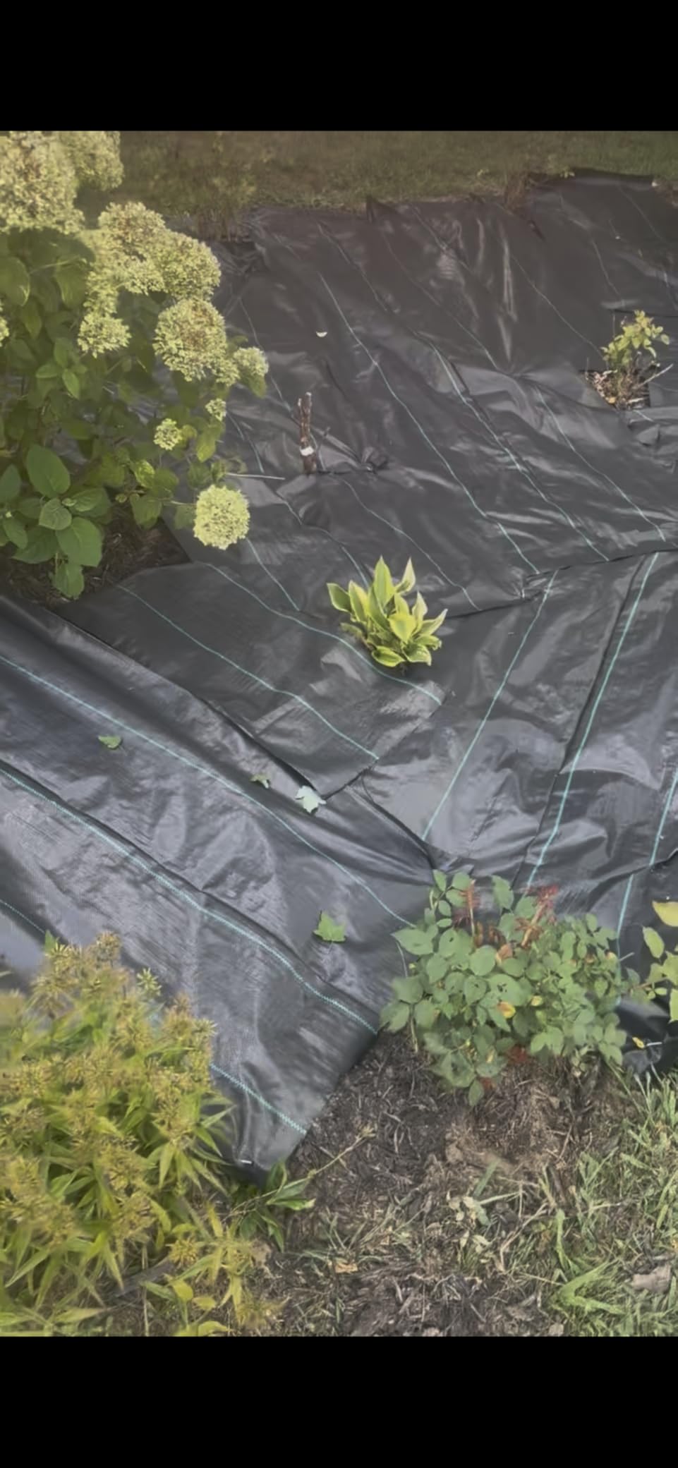 Weed Barrier Landscape Fabric Heavy Duty, 2.6FT x 100FT Thicken Garden Blocker Fabric Weed Mats, Weed Control Garden Cloth, Woven Geotextile Fabric for Garden Beds, Underlayment, Commercial Driveway customer photo 2