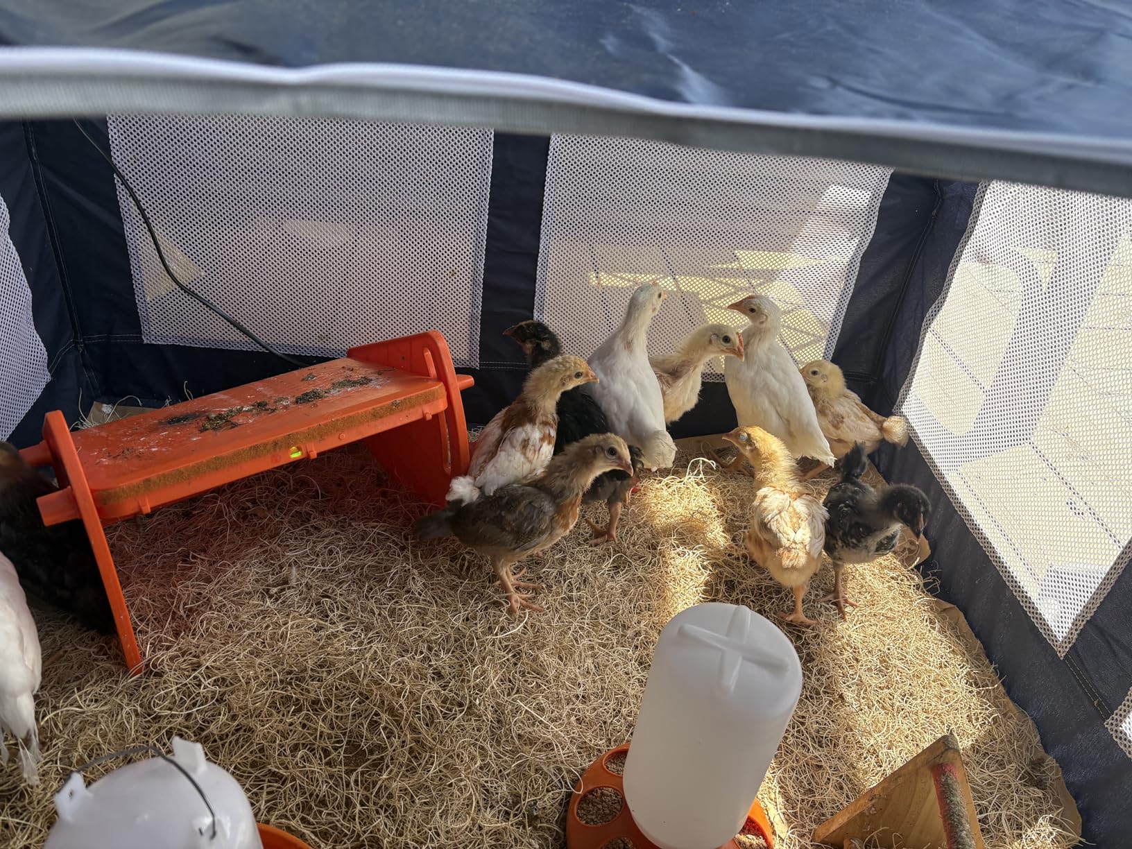Eggluuz Chick Feeder and Waterer Kit Automatic Chicken Feeder and Waterer Set, 1L Chick Feeder and 1.5L Chick Waterer with 3 Heights Adjustable Legs customer photo 1