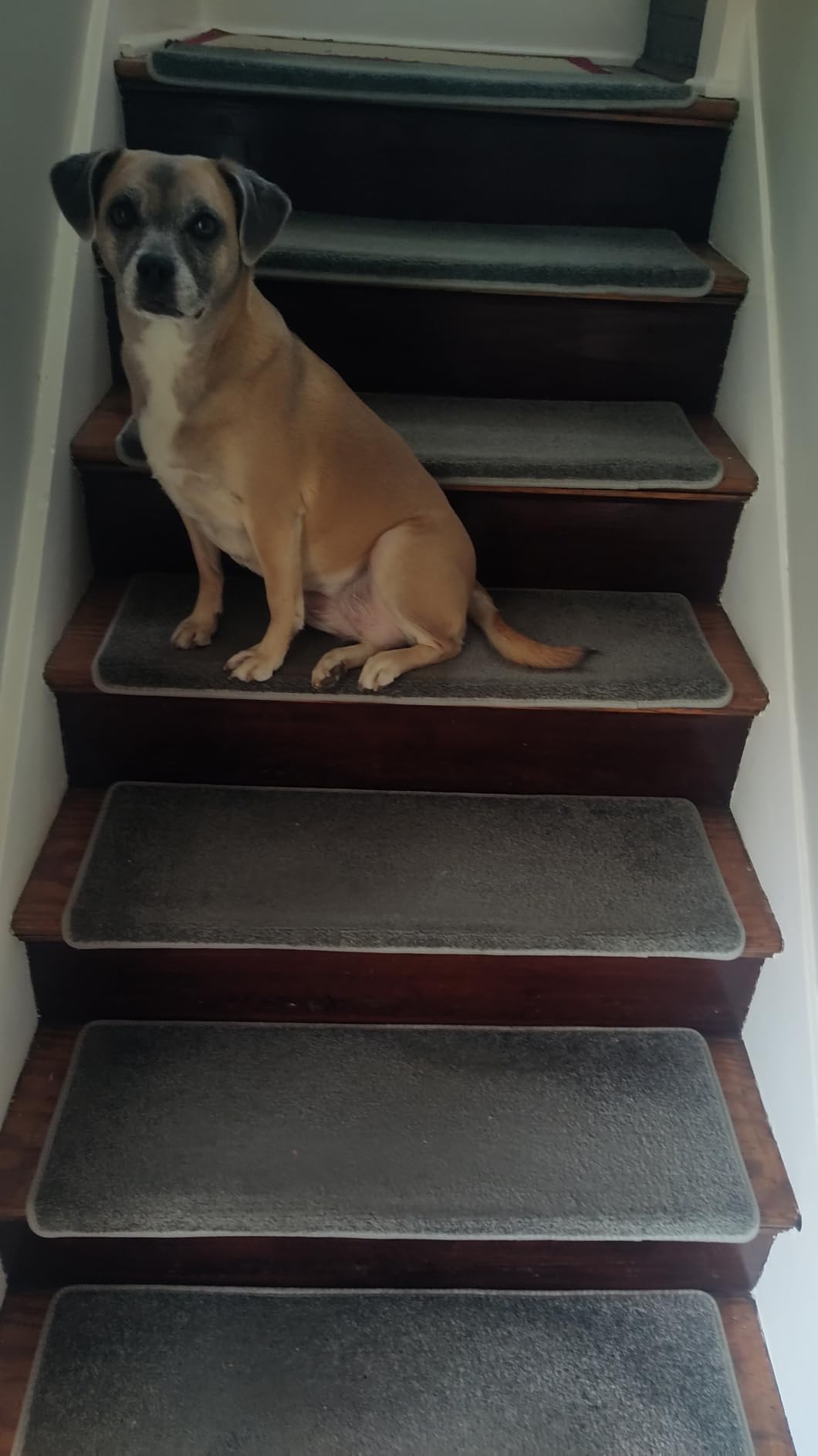 PURE ERA Bullnose Carpet Stair Treads for Wooden Steps Indoor 14 Pcs | 30x9.5 Inch Self Adhesive Tape Free Non Slip Indoor Stair Protectors, Reduce Noise Carpet for Stairs, Washable and Reusable customer photo 1