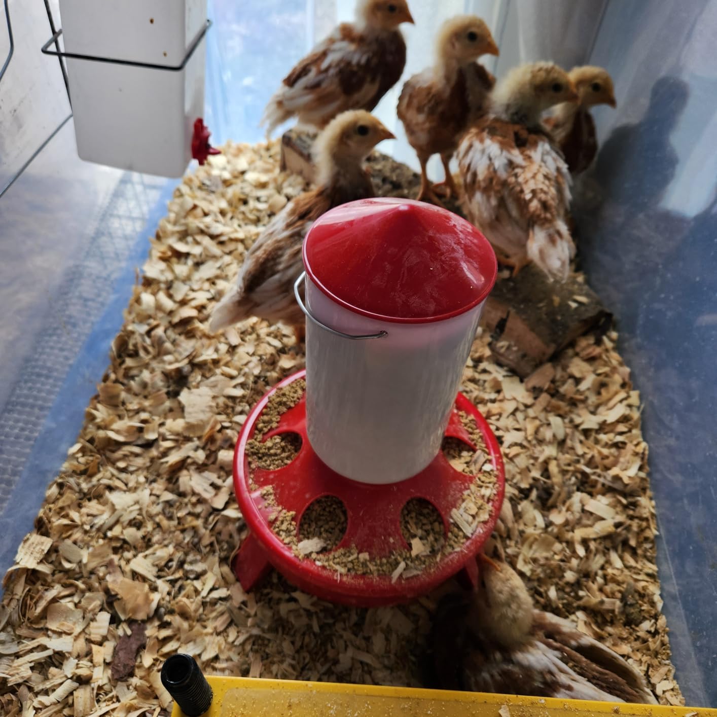 2-in-1 Chick Starter Set: Top Filling 0.8 Gal Feeder & 0.4 Gal Waterer Red | Chick Feeder and Waterer With Adjustable Legs, Anti-drown Design, Hanging Hooks & Scoop for Baby Chicks customer photo 1