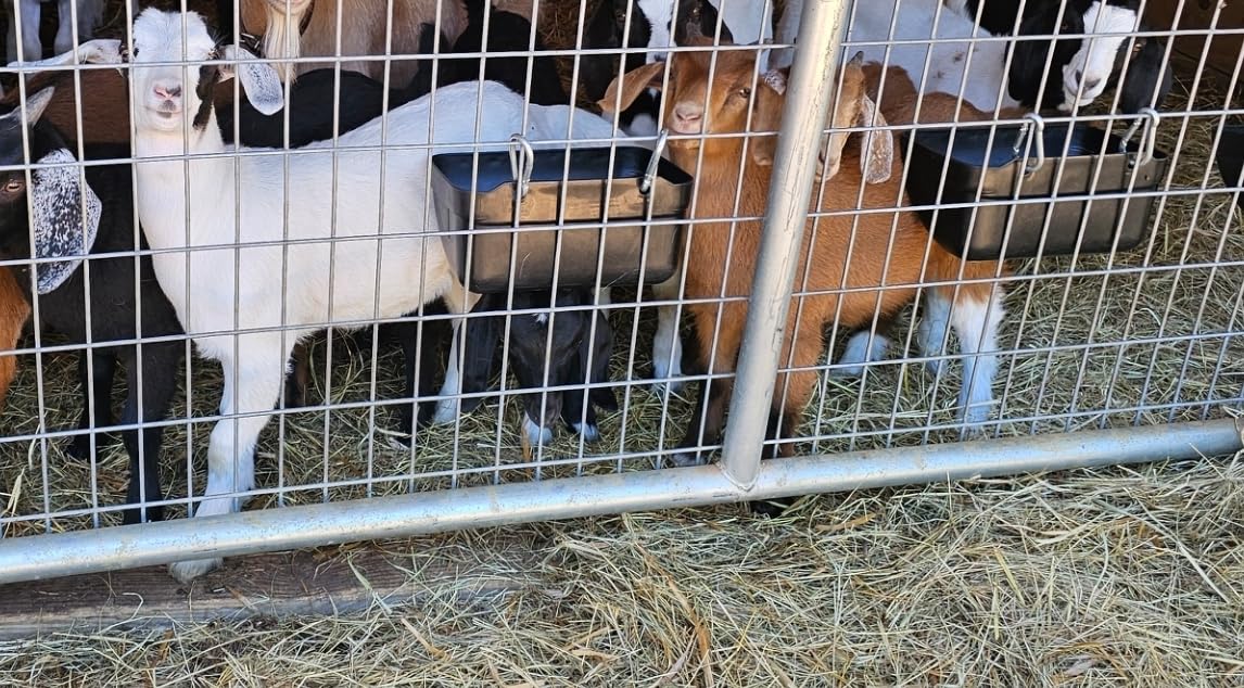 Goat Feeders Hanging Poultry Feeder Trough for Livestock, 6*3.5 Quart Black | Goat Feeder, Hanging Chicken Waterer Feeder customer photo 1