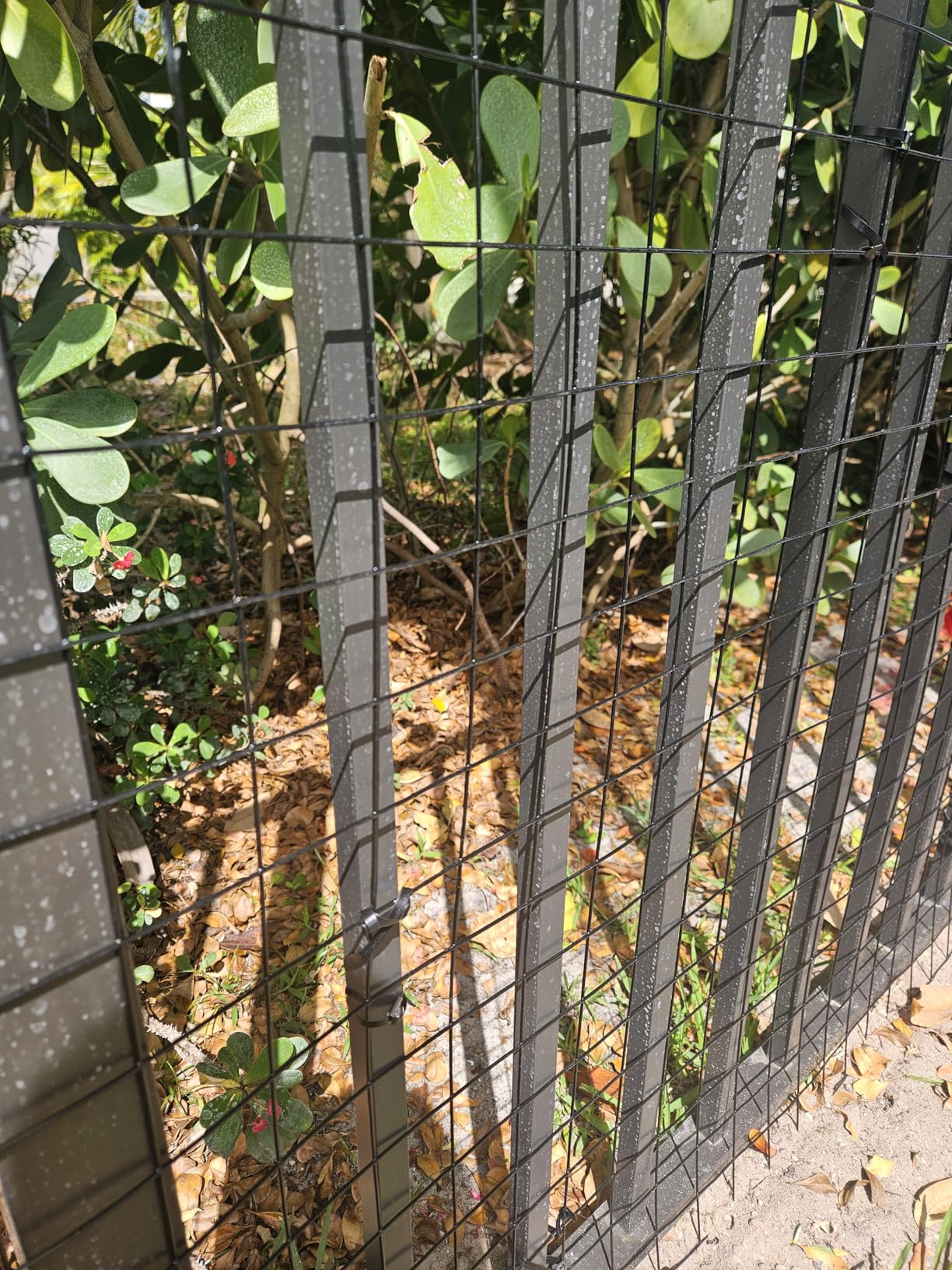 GILPWA Wire Fence, 48 in(H) x 50 ft(L) PVC Coated Welded Wire Fencing 2 in. x 2 in. 16GA Garden Border Vinyl Metal Chicken Wire Fencing Mesh Roll for Yard Vegetable Plant Protection Poultry Netting Black customer photo 2