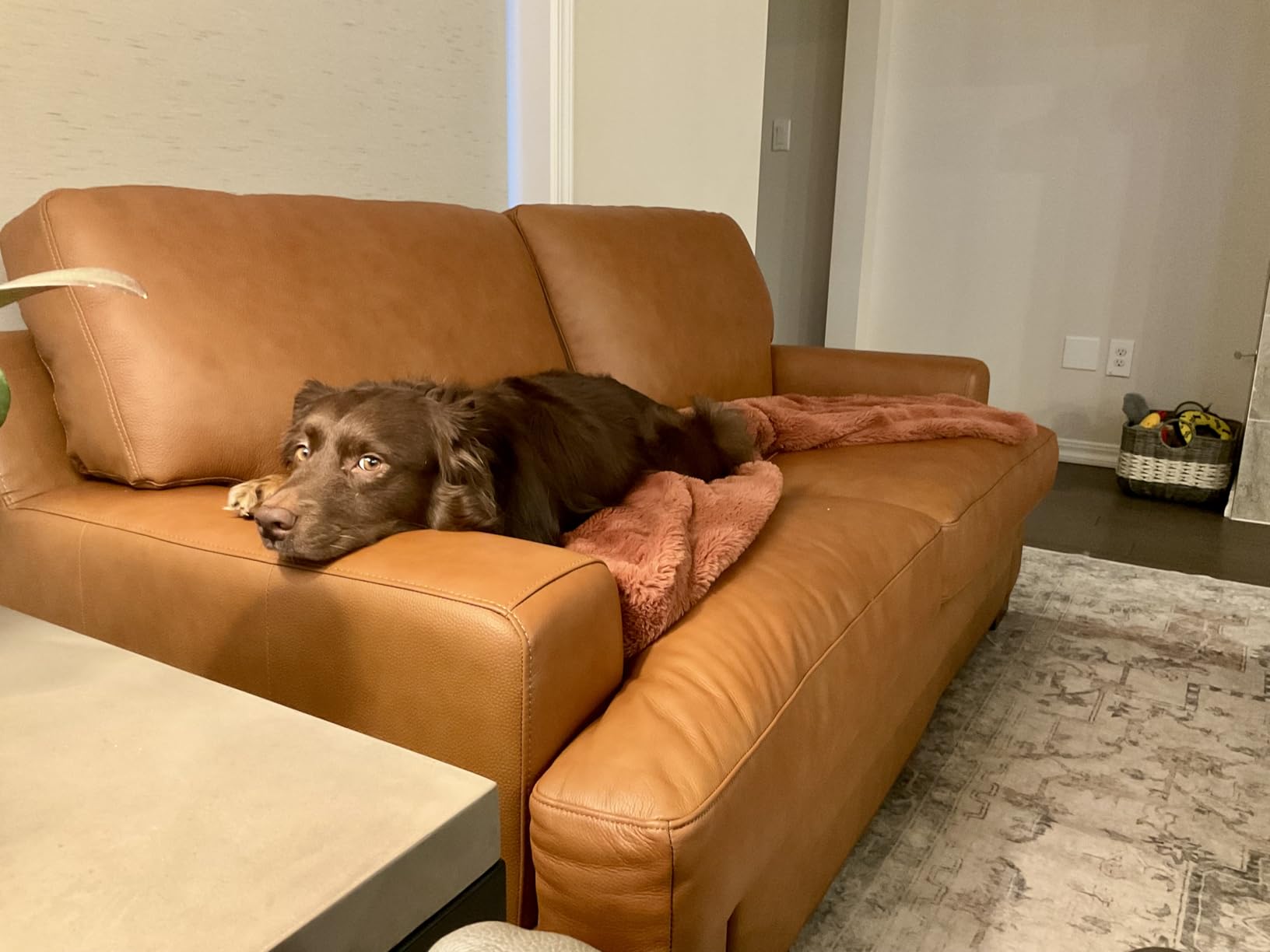 Naomi Home Siggy Genuine Leather Sofa and Accent Chair Set, Luxury Brown Real Leather Couch Set customer photo 1