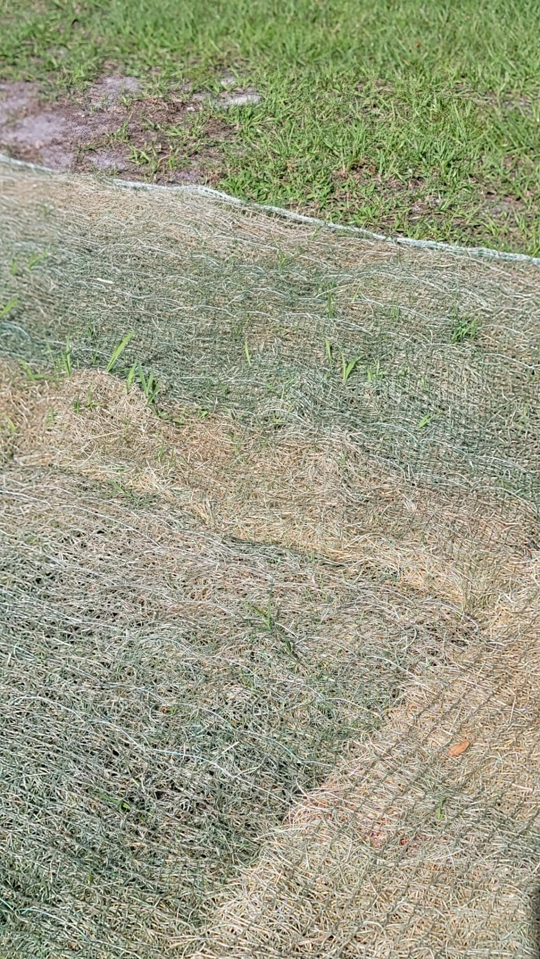 American Excelsior QuickGRASS Pro - 4'x50'- Green Biodegradable Jute Net Erosion Control Blanket Landscape Roll customer photo 1