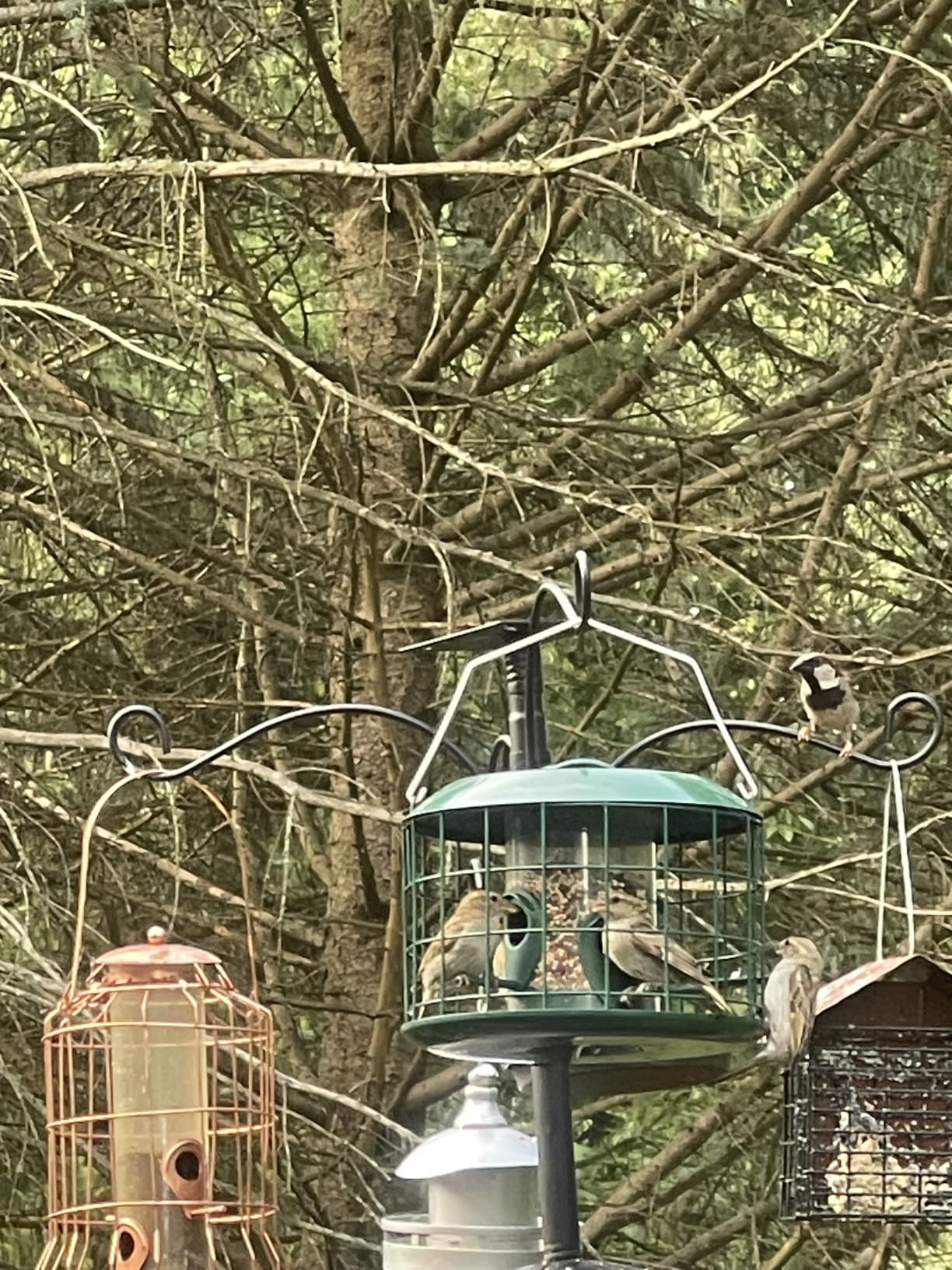 Kingsyard Tube Squirrel Proof Bird Feeders for Outdoor Hanging, Metal Caged | Rain Proof Covered, Wildbirds Finches Bluebird, 4 Feeding Ports, Green customer photo 1