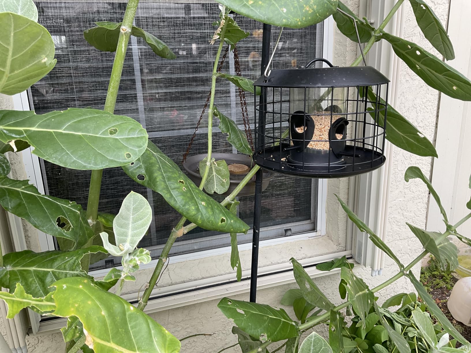 Kingsyard Tube Squirrel Proof Bird Feeders for Outdoor Hanging, Metal Caged | Rain Proof Covered, Wildbirds Finches Bluebird, 4 Feeding Ports, Green customer photo 2