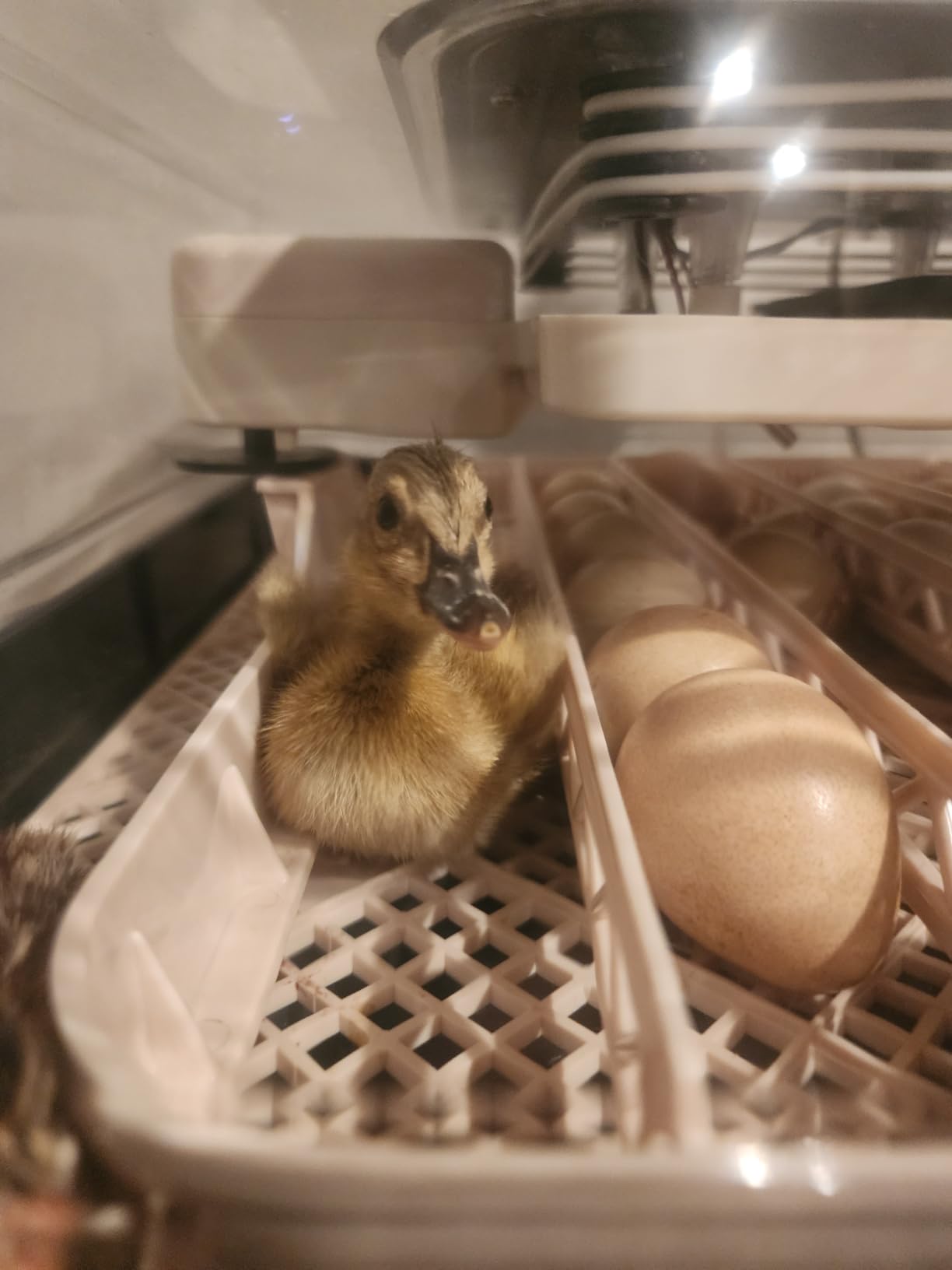 Sailnovo 56 Egg Incubator for Hatching Eggs with Automatic Egg Turning and Auto Humidification, Temperature Control, Egg Candler, Incubator for Chicken Eggs, Gray customer photo 1