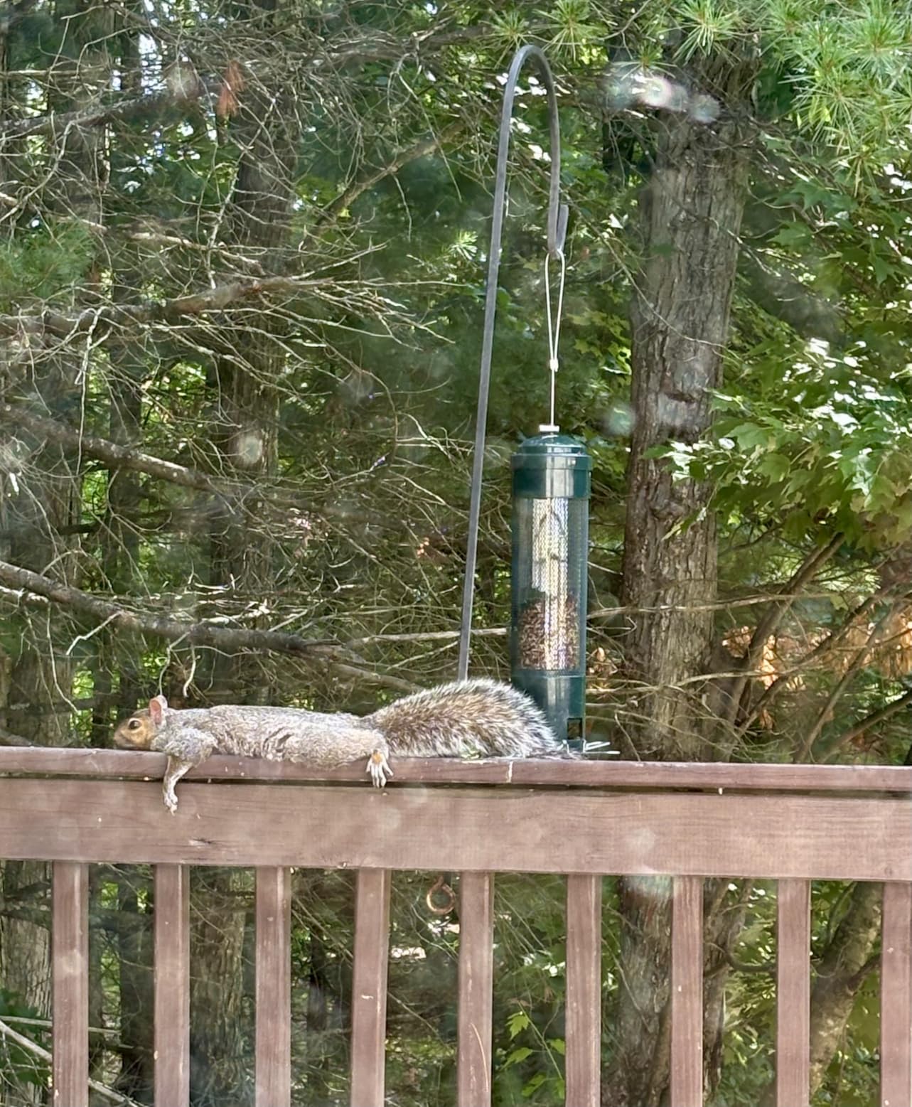 LCSEVEN Bird Feeders for Outdoors Squirrel Proof with Weight-Activated Perches, Hanging Bird Feeder for Outside, Metal Feeder for Wild Cardinal, Finch, Blue Jay, Chickadee, 3LB Seed Capacity, Green customer photo 2