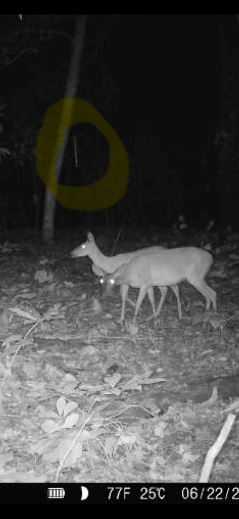 Moultrie All-in-One 30 Lb Hanging Deer Feeder - Bluetooth App Control, Pairs with Edge 3, Collapsible Pack-Down Design, MFG-15100 customer photo 1
