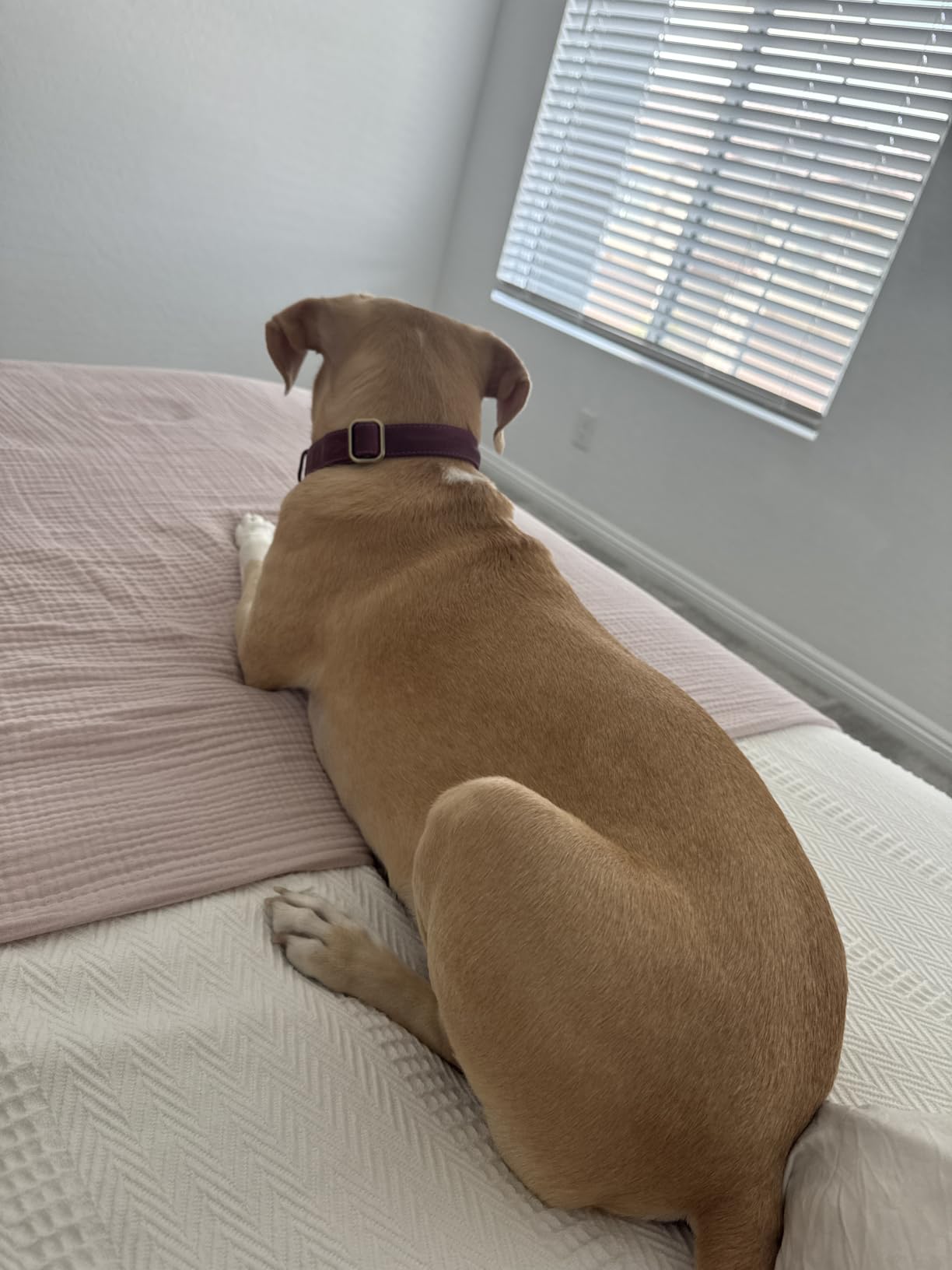 Organic Mattress King Size - 14 Inch Hybrid Mattress with Gel Foam Medium to Firm for Hot Sleepers, Edge Support customer photo 1